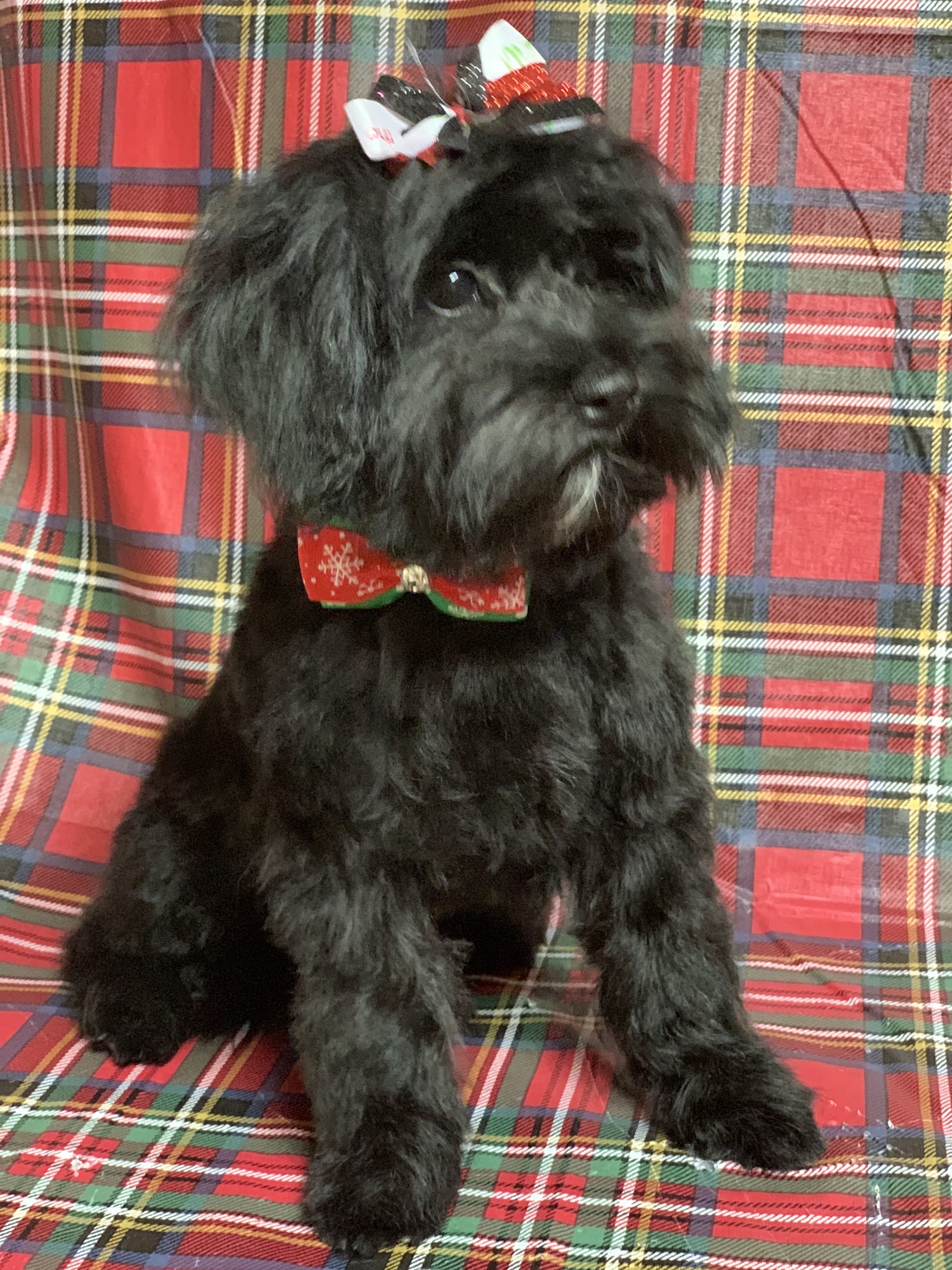 Little Tykes Dog Grooming Graham