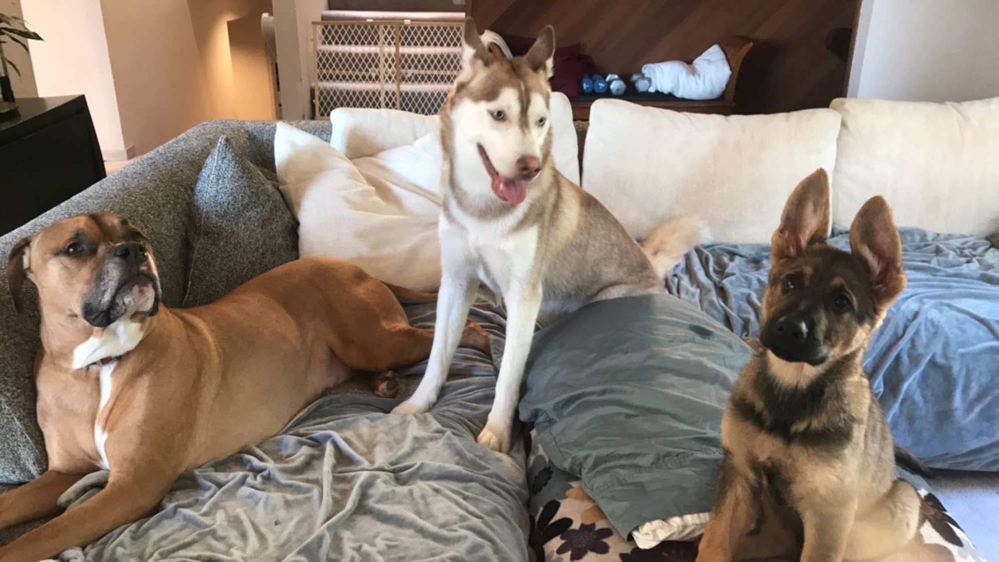 Von Tore K9 Training and Kennel Graham