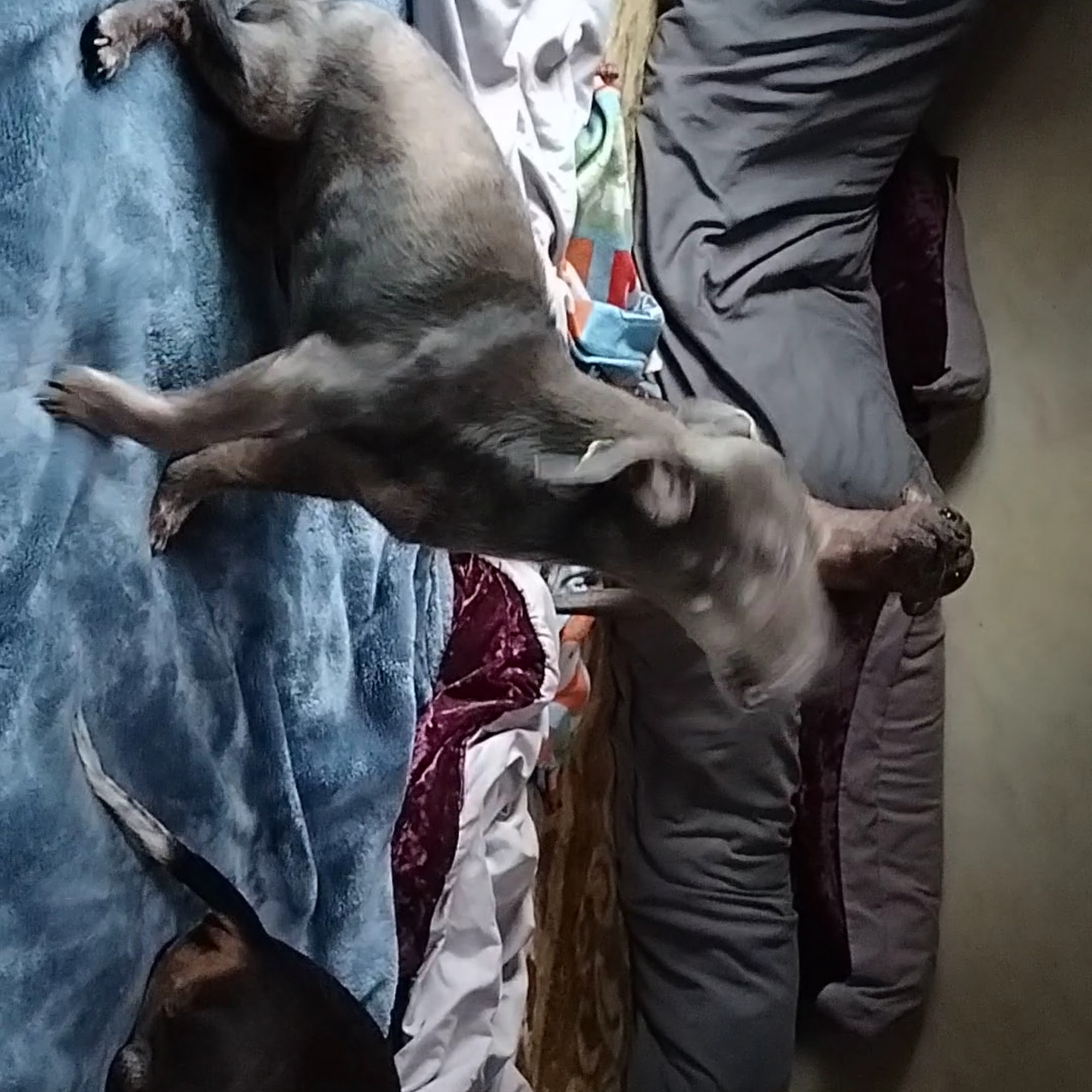 Raintree Veterinary Center Hoquiam