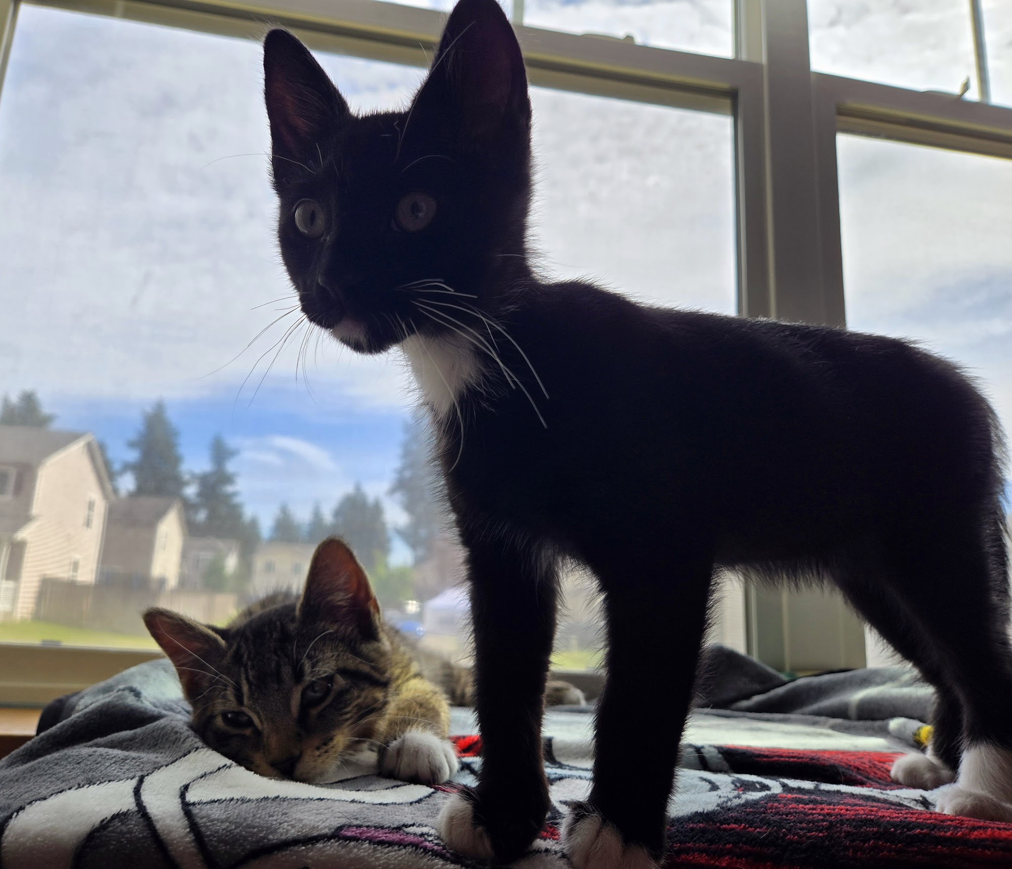 North Beach PAWS Hoquiam