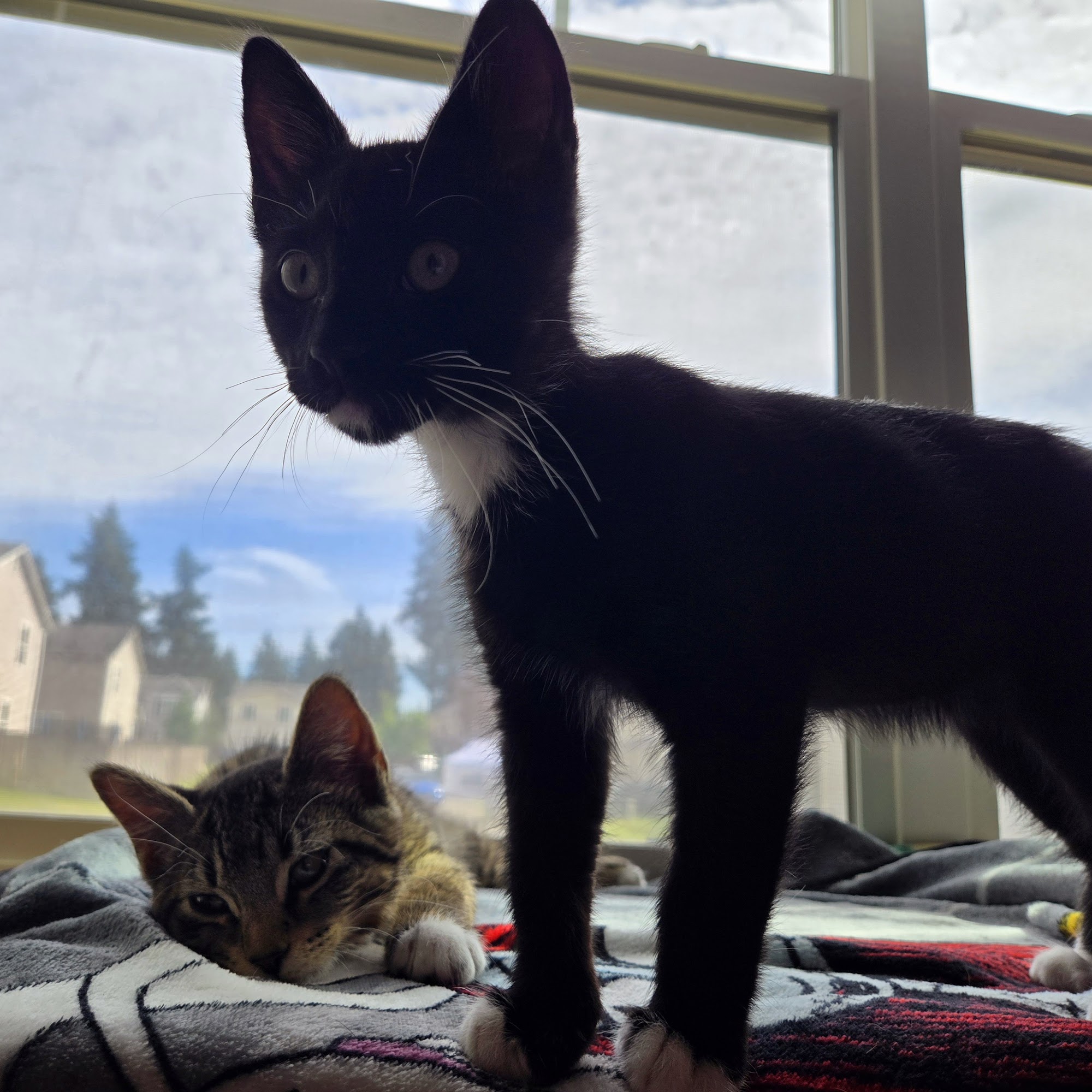 North Beach PAWS Hoquiam