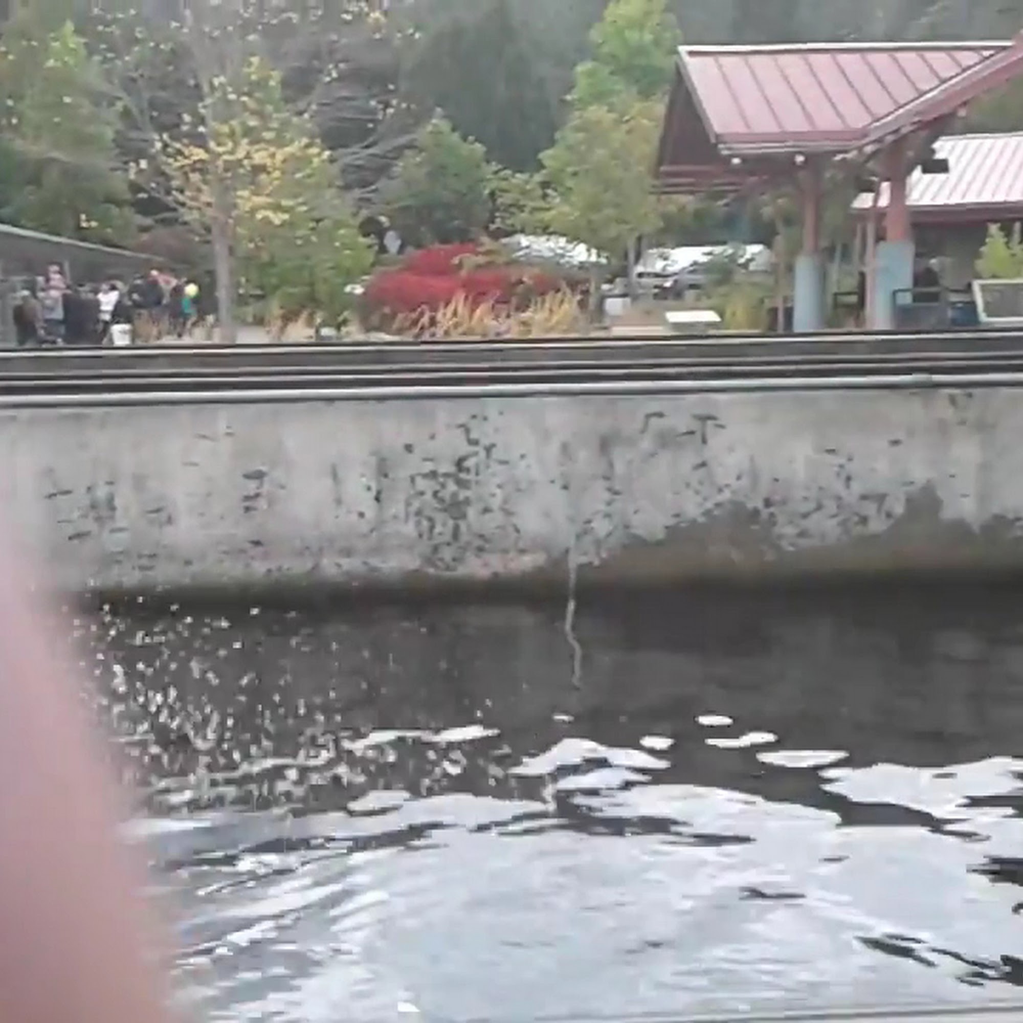 Las Margaritas Issaquah