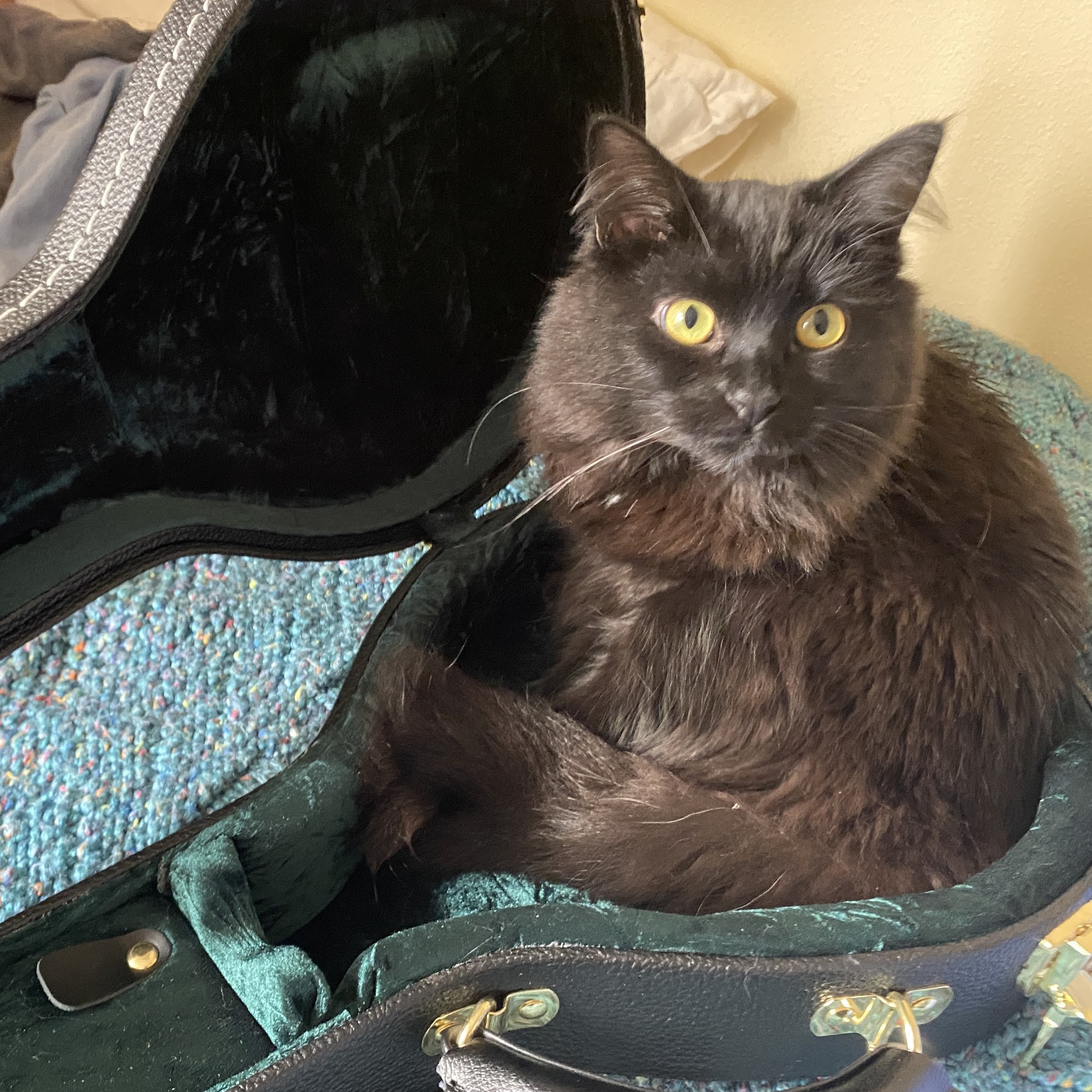 Issaquah Veterinary Hospital Issaquah