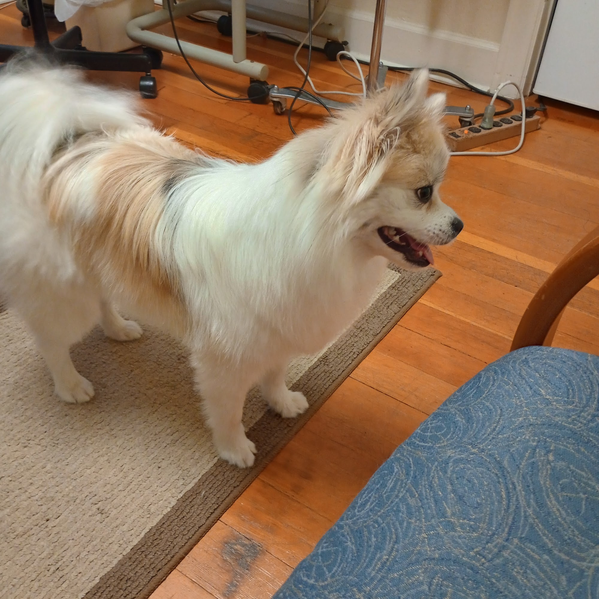 Cougar Mountain Veterinary Hospital & Wellness Center Issaquah