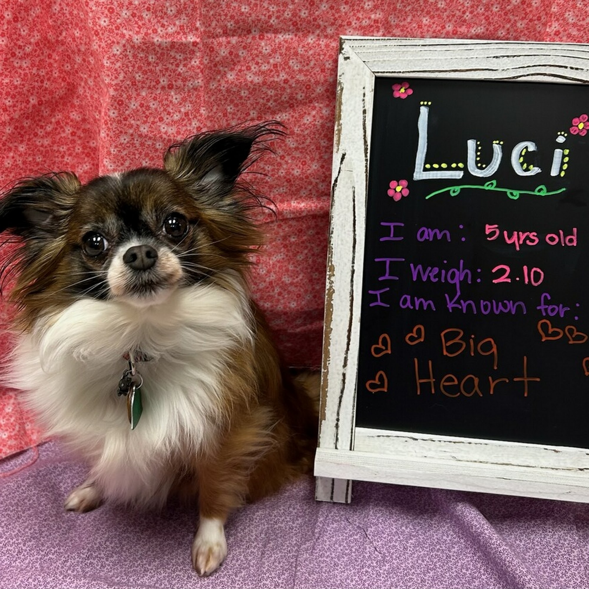 Alpine Animal Hospital, A Thrive Pet Healthcare Partner Issaquah