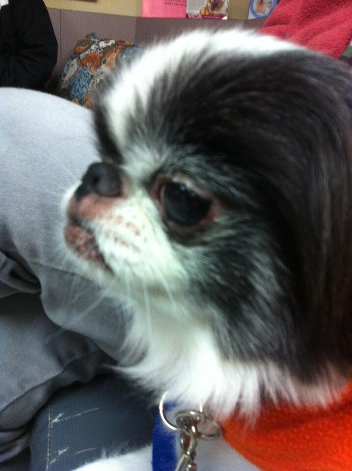 Alpine Animal Hospital, A Thrive Pet Healthcare Partner Issaquah