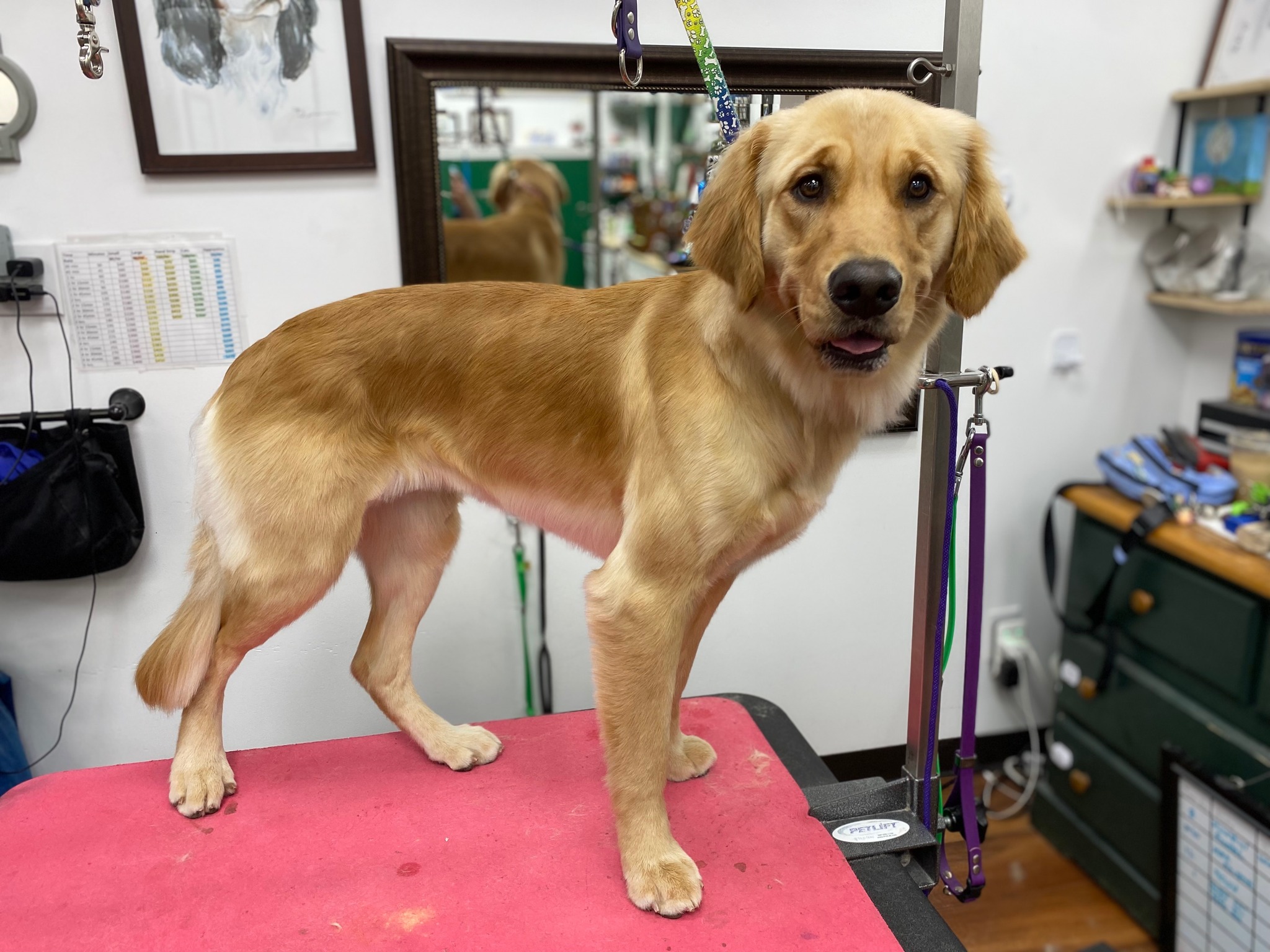 The Wizard of Paws Pet Salon Issaquah