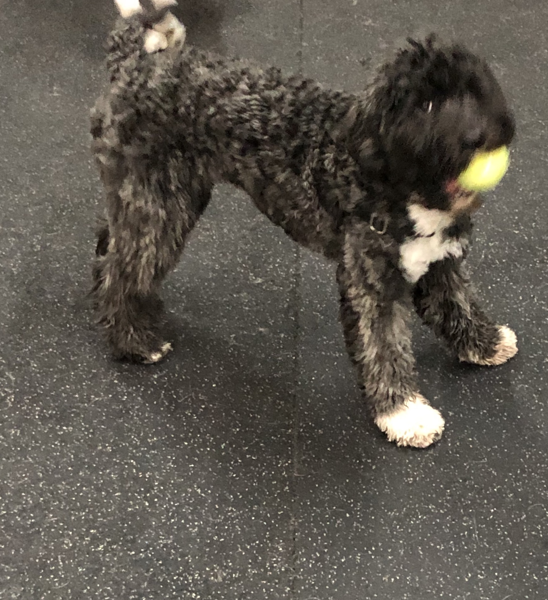 Jax Dog Drop Riverdog Issaquah