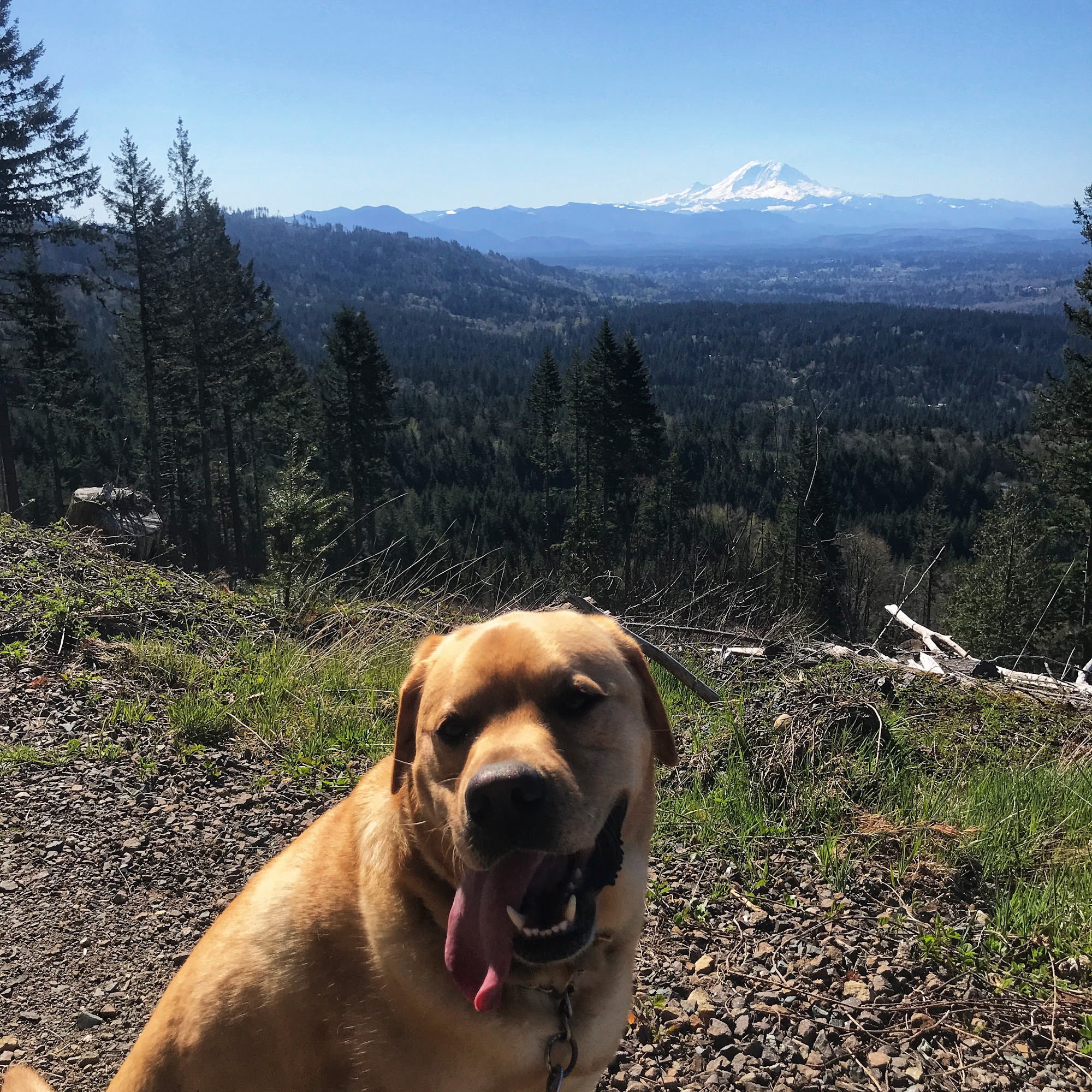 Tiger Mountain Kennel Issaquah