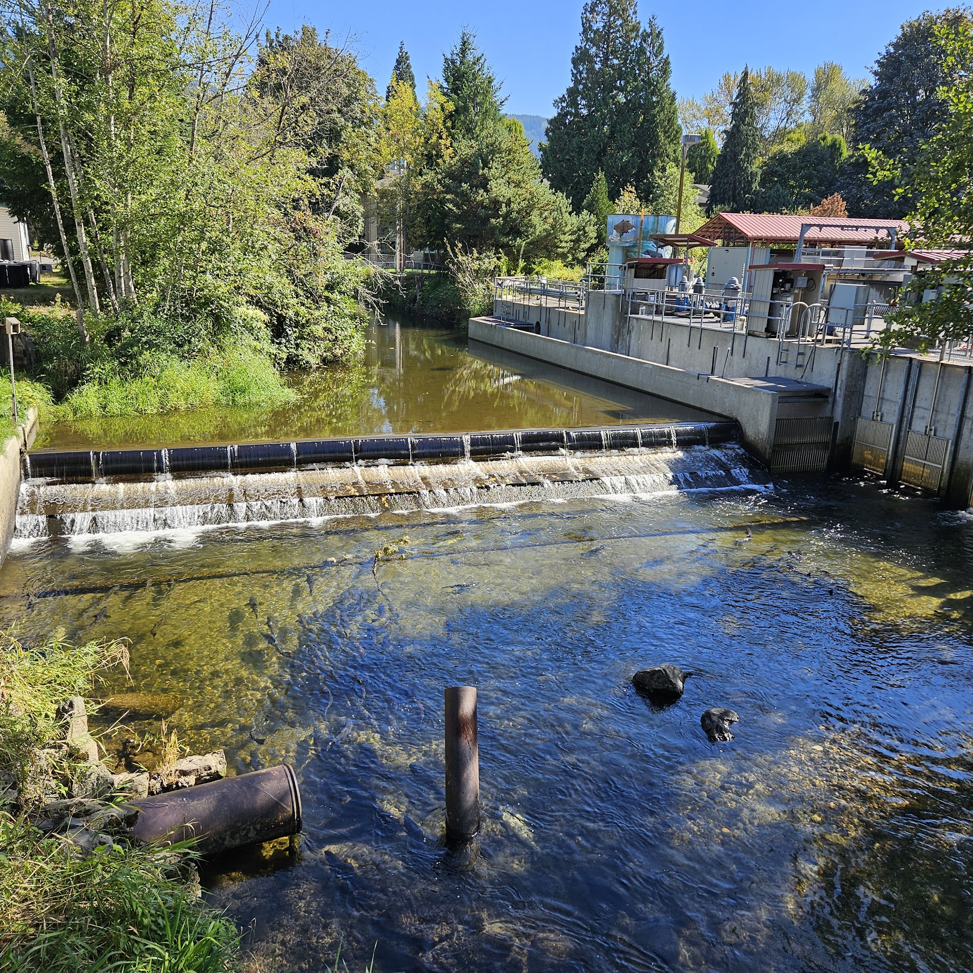Issaquah State Salmon Hatchery Issaquah