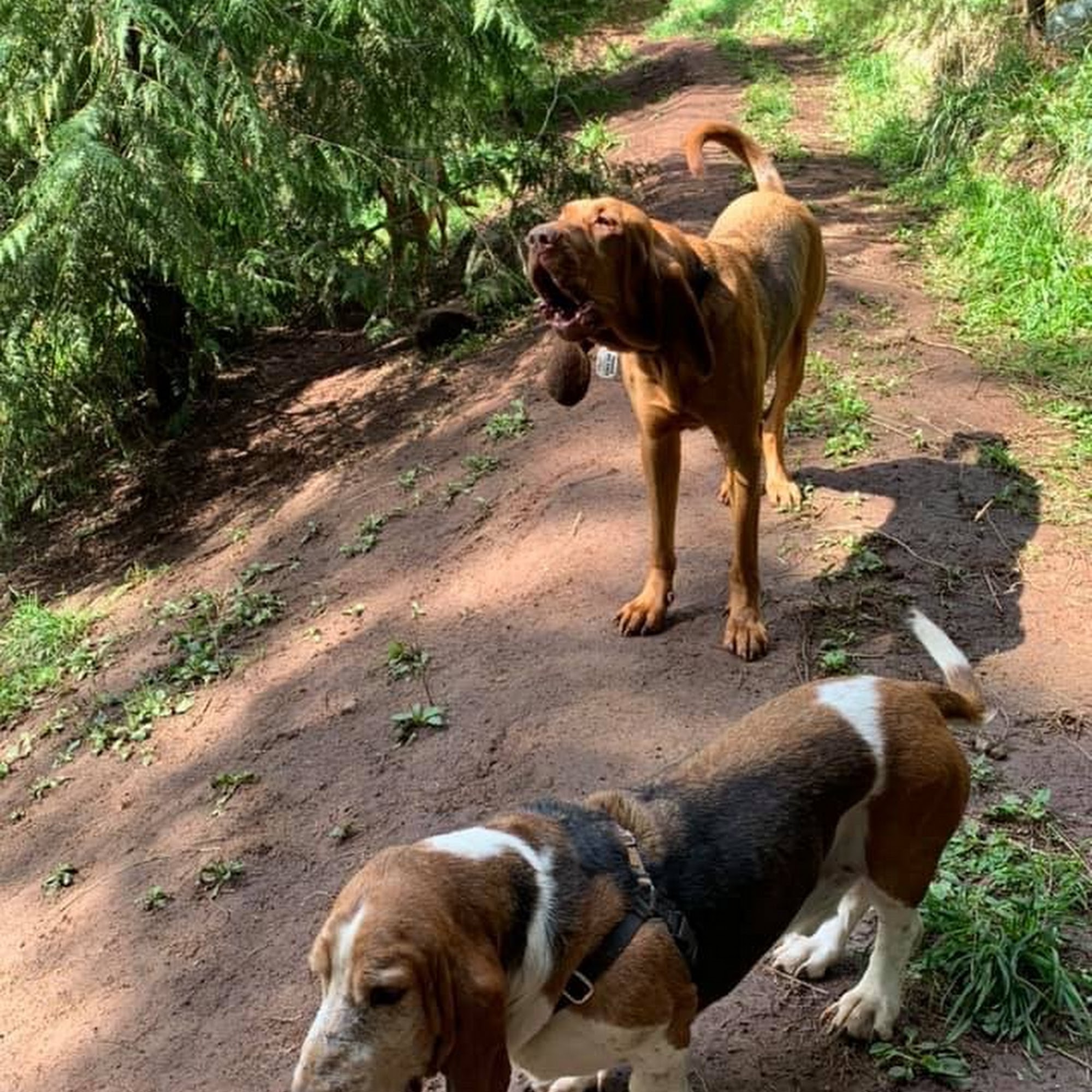 Paradise Dog Ranch Kalama