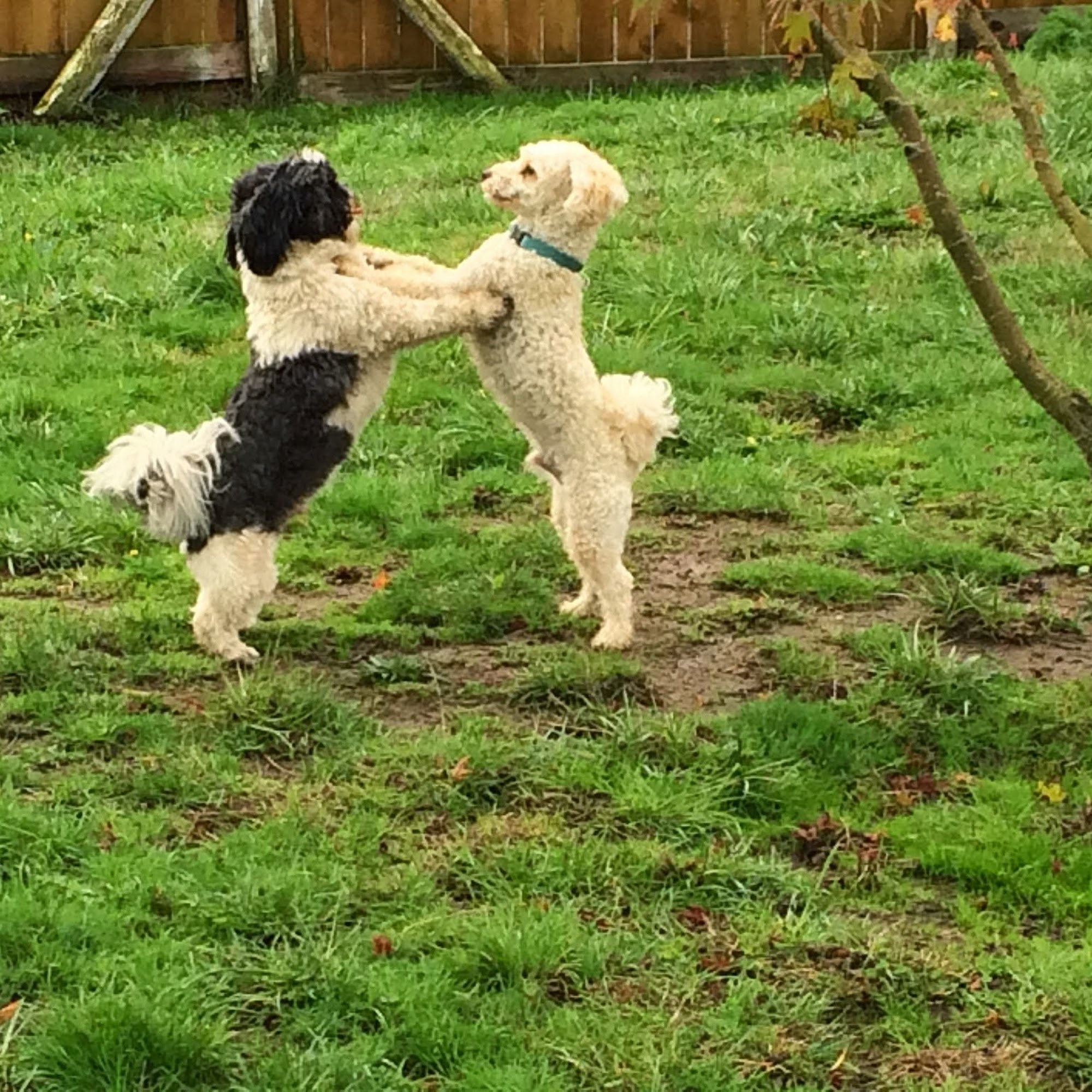 Columbia Canine Cottage Boarding & Grooming Kalama