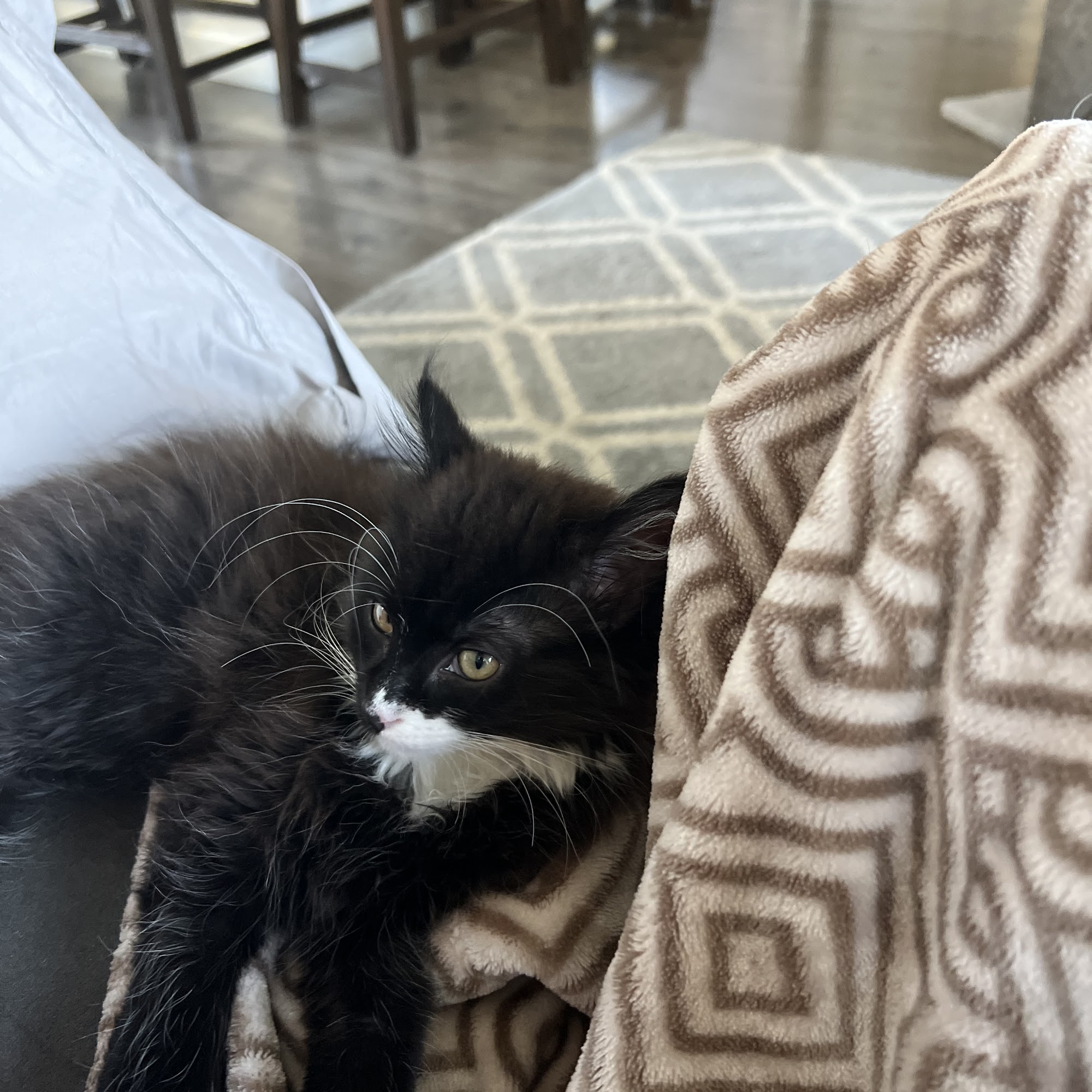 Animal Health Services Kelso