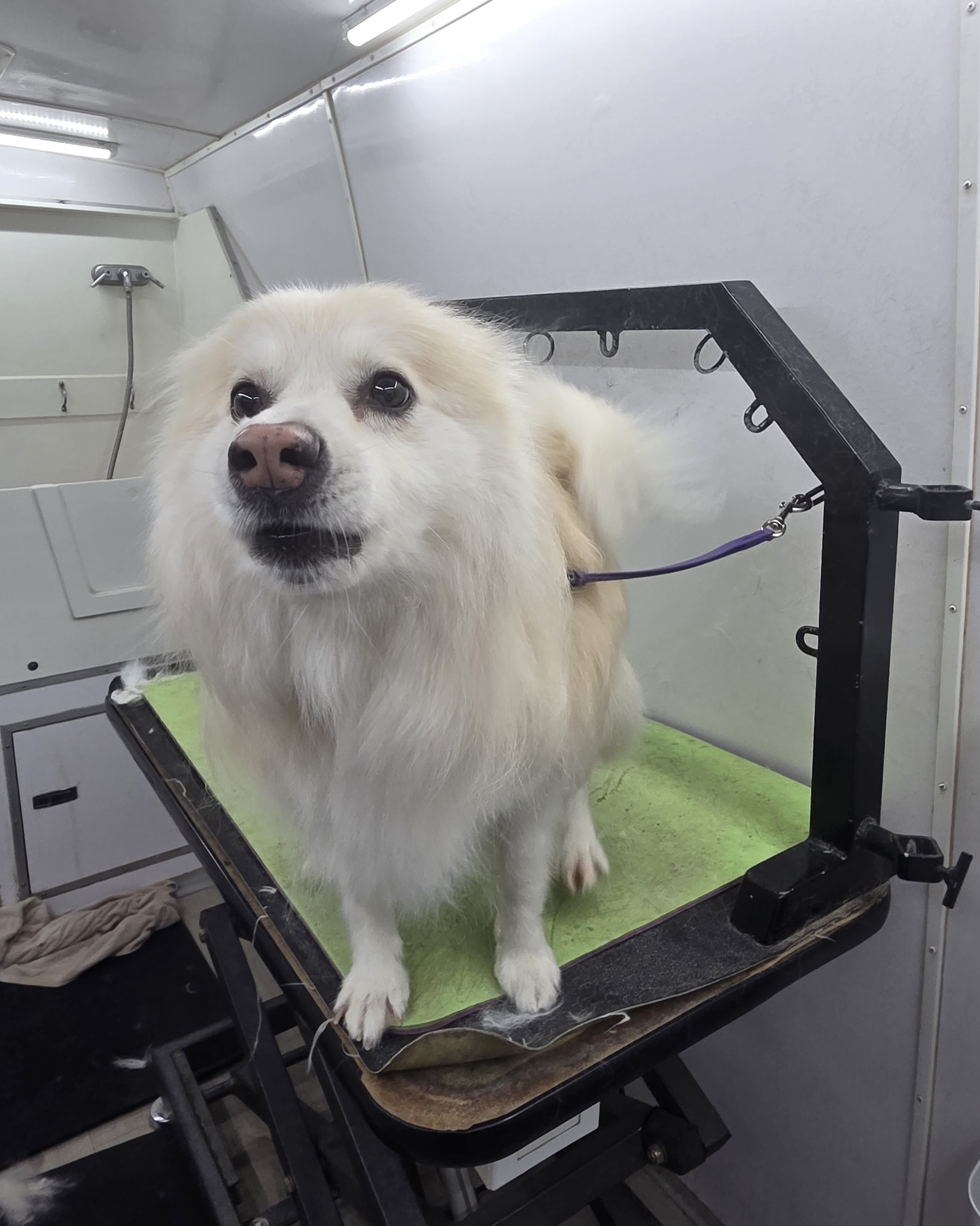 The Little Dog Salon Mobile Dog Grooming and Skin Care Kelso