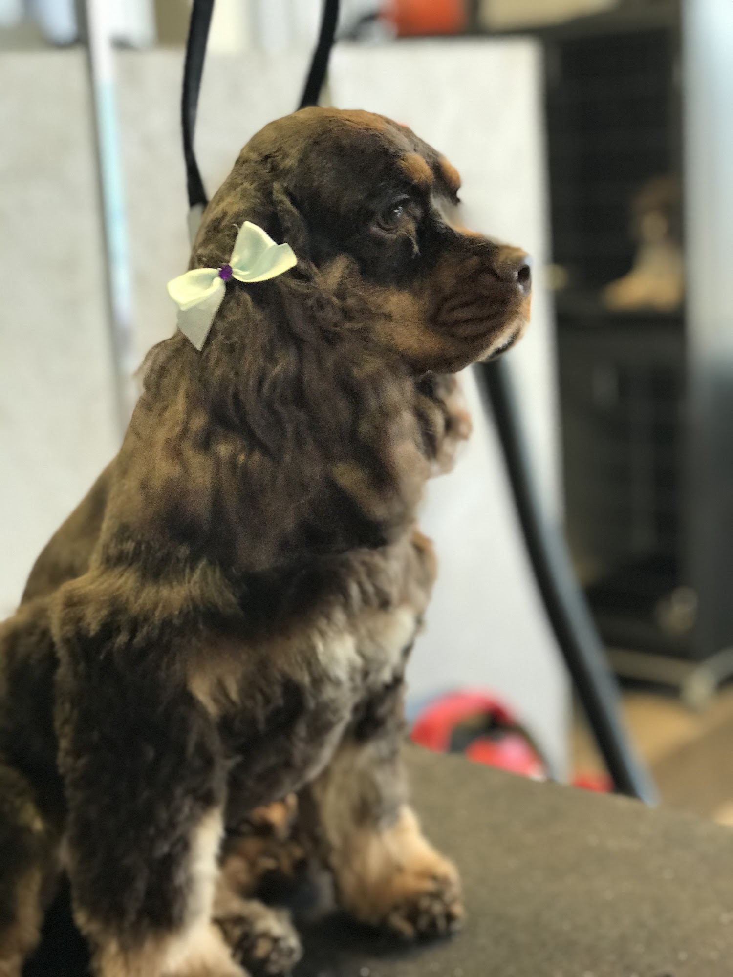 Traci's Pet Stop Kelso