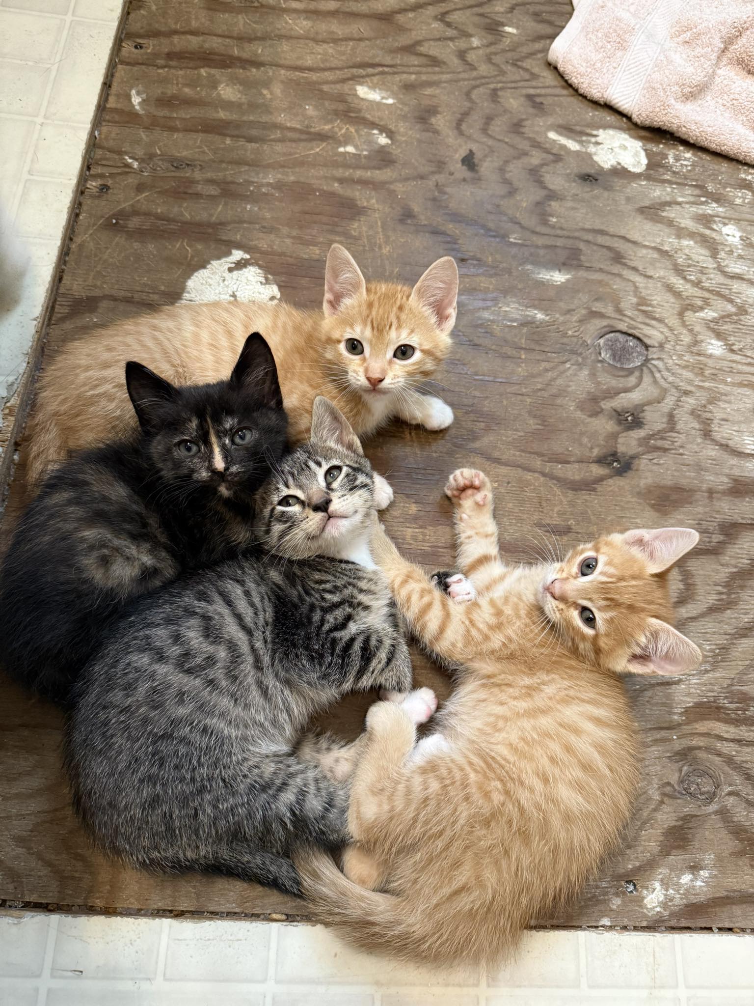 Traci's Pet Stop Kelso