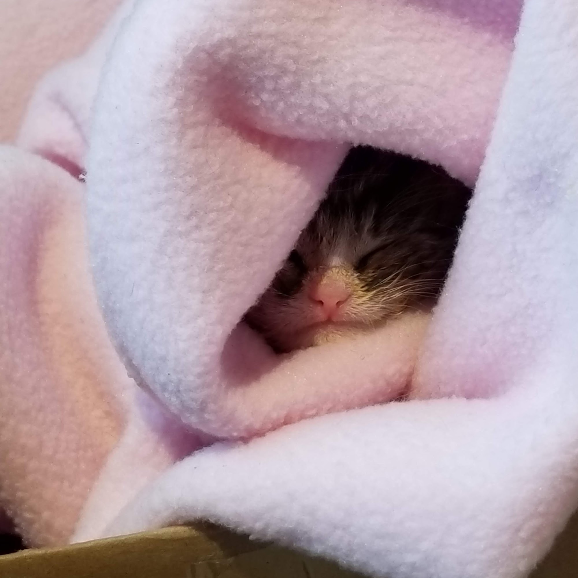 Thorson Susan M DVM Kennewick