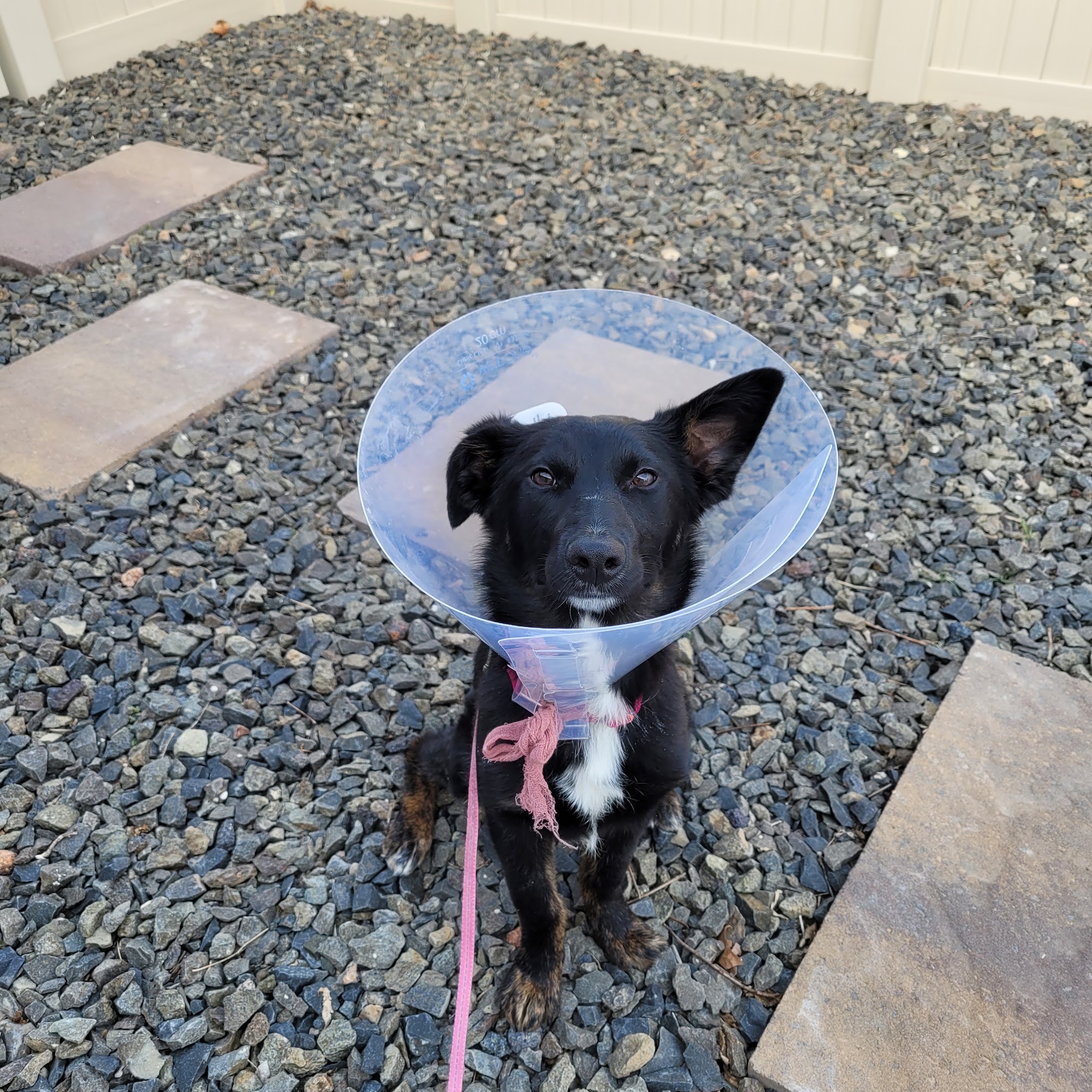 The Fix Machine Animal Health Clinic Kennewick