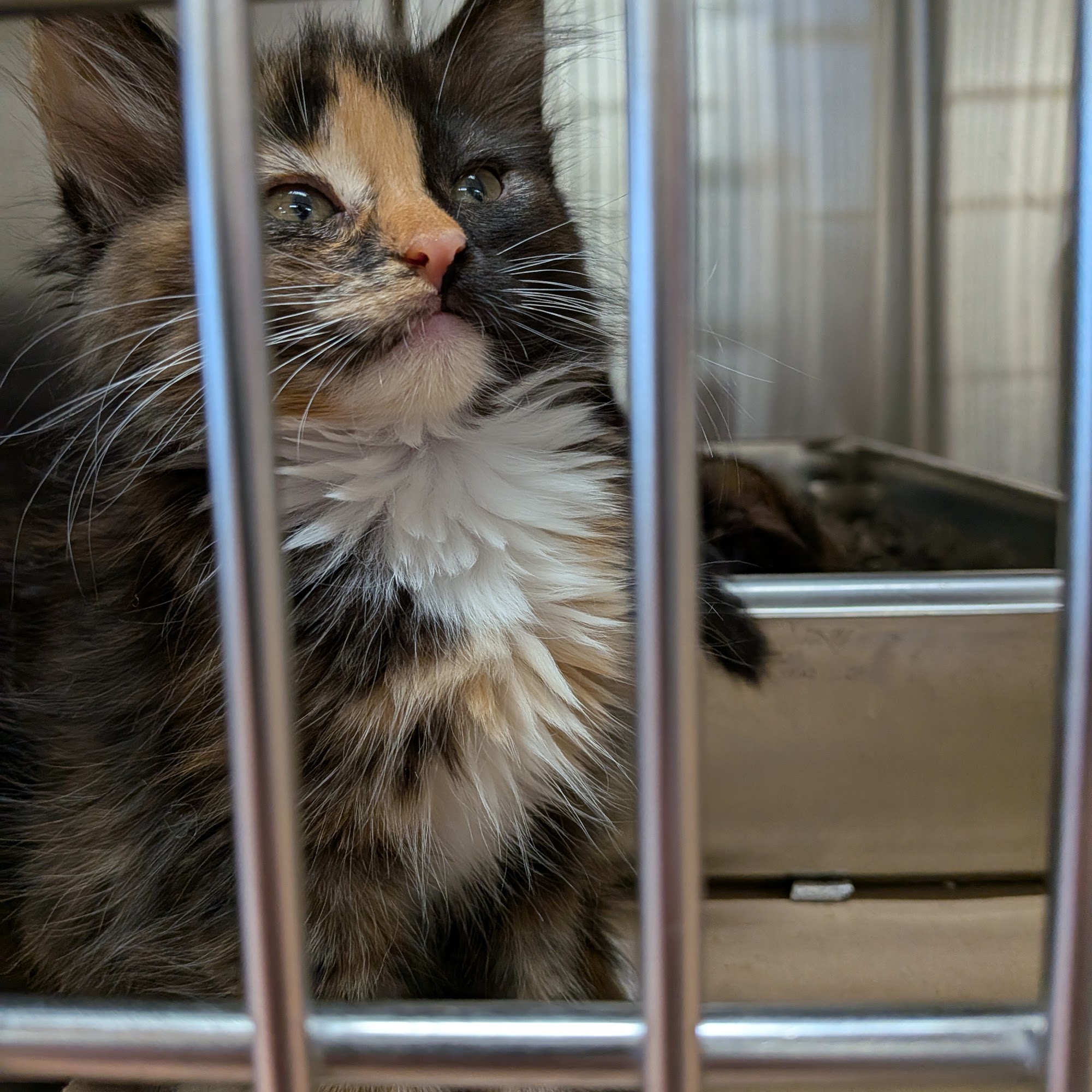 Benton Franklin Humane Society Kennewick