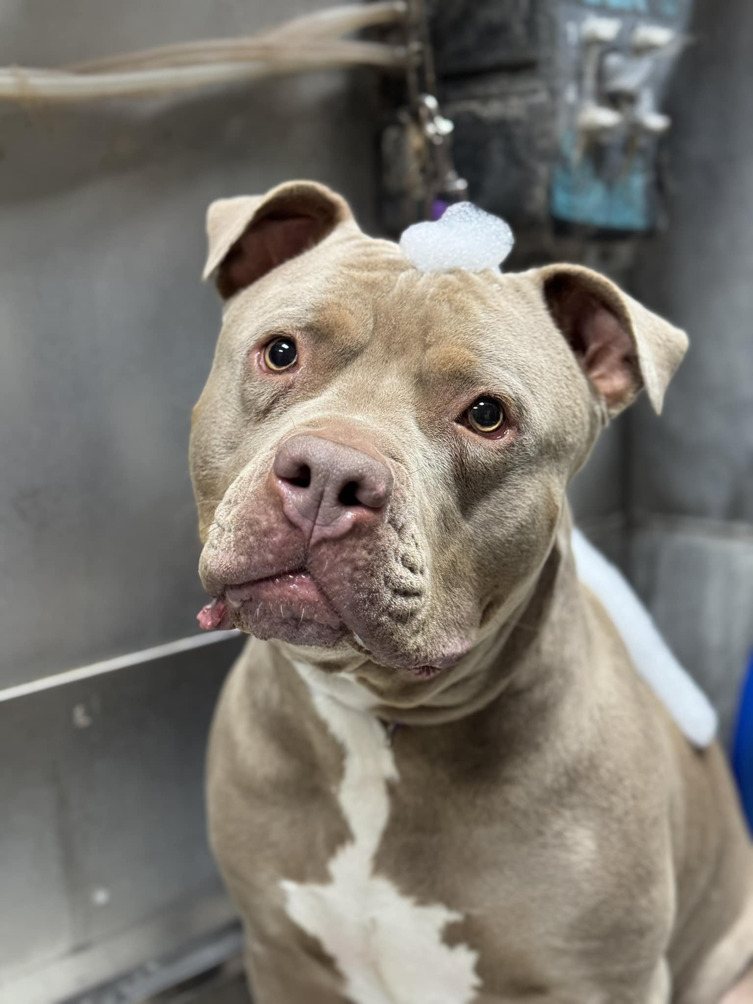 Fido's Republic Kennewick