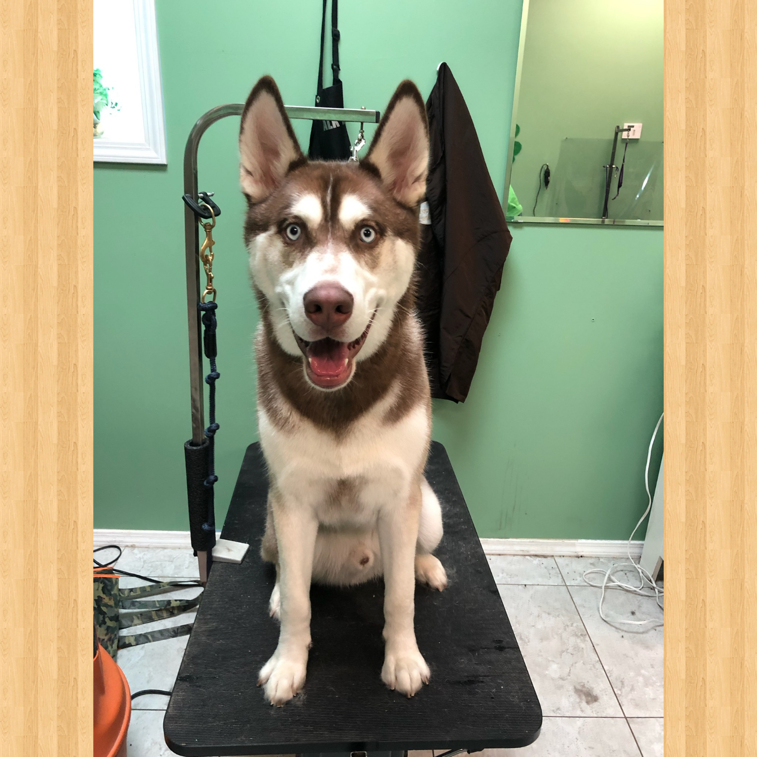 Lucky Puppy Grooming Kennewick