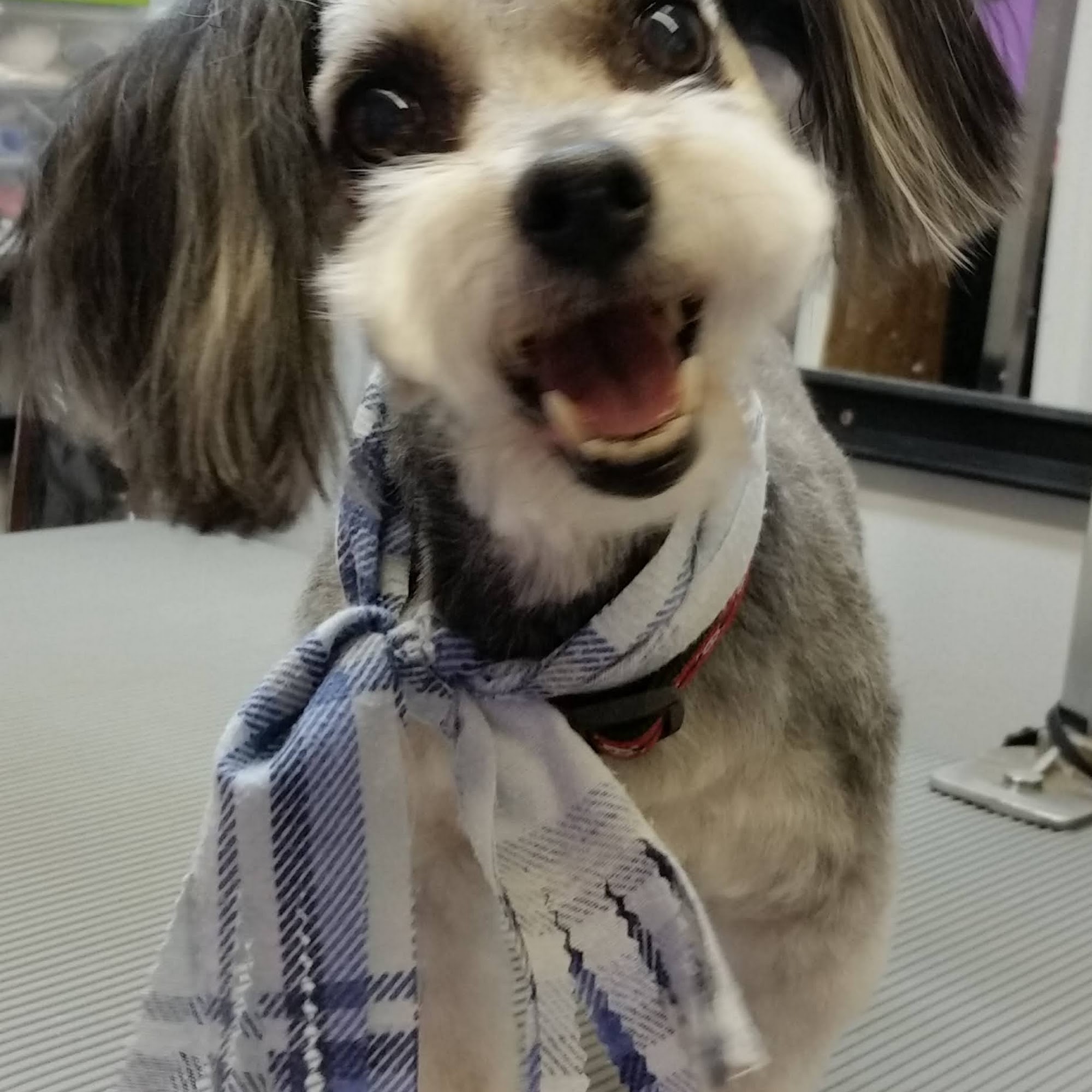 Pampered Pet Parlor Kennewick