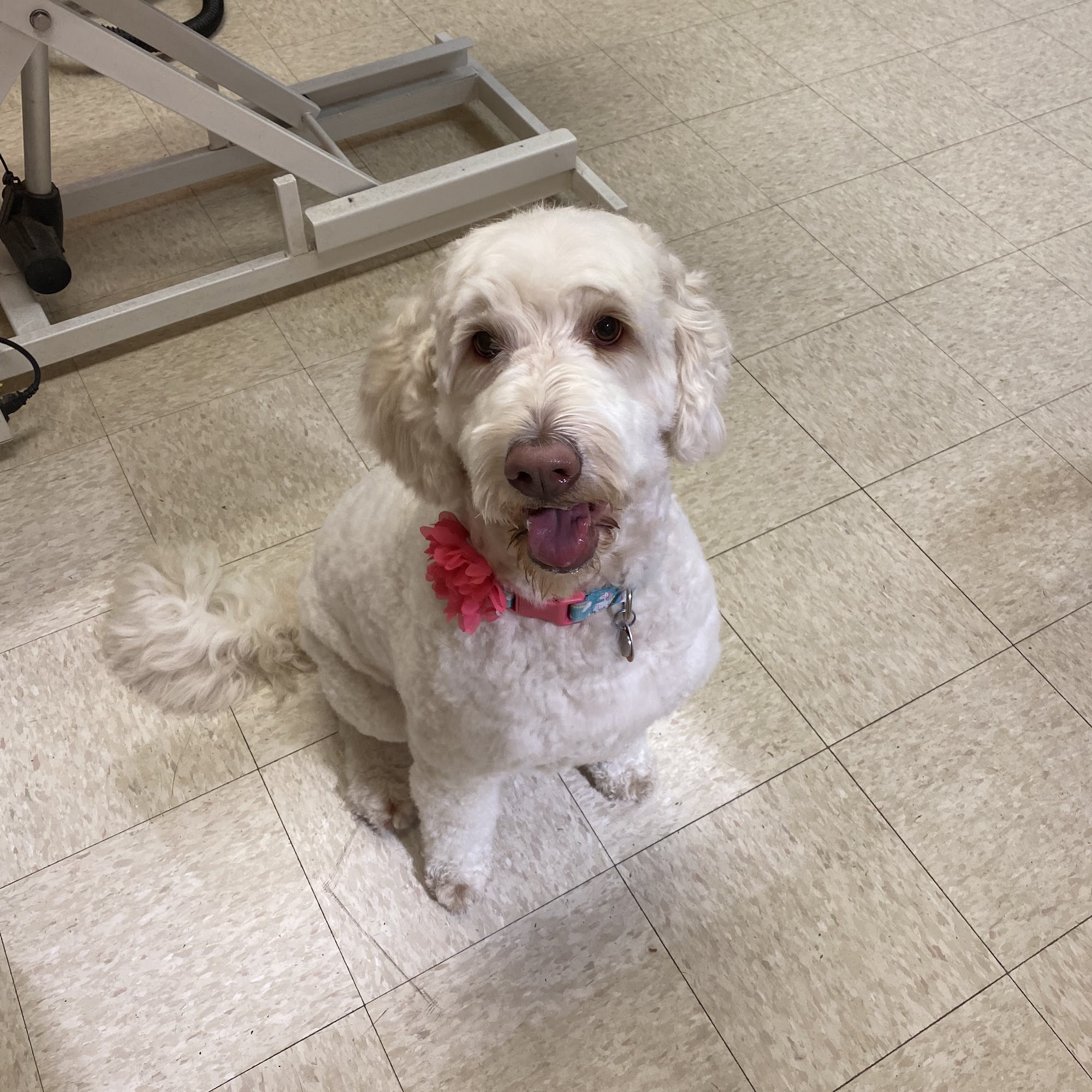 Barks & Bubbles Kennewick