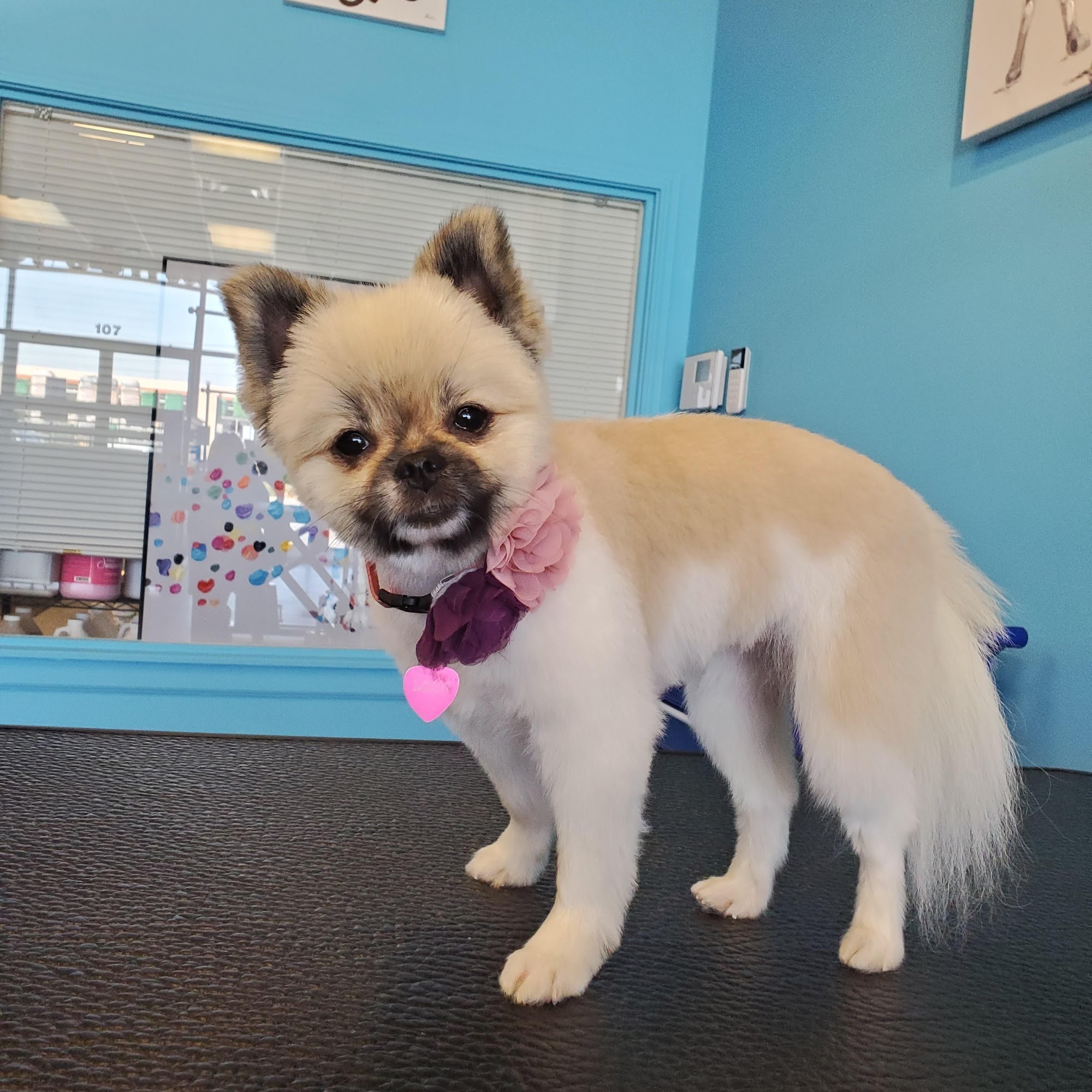 Caring Hands Grooming Salon & Spa Kennewick