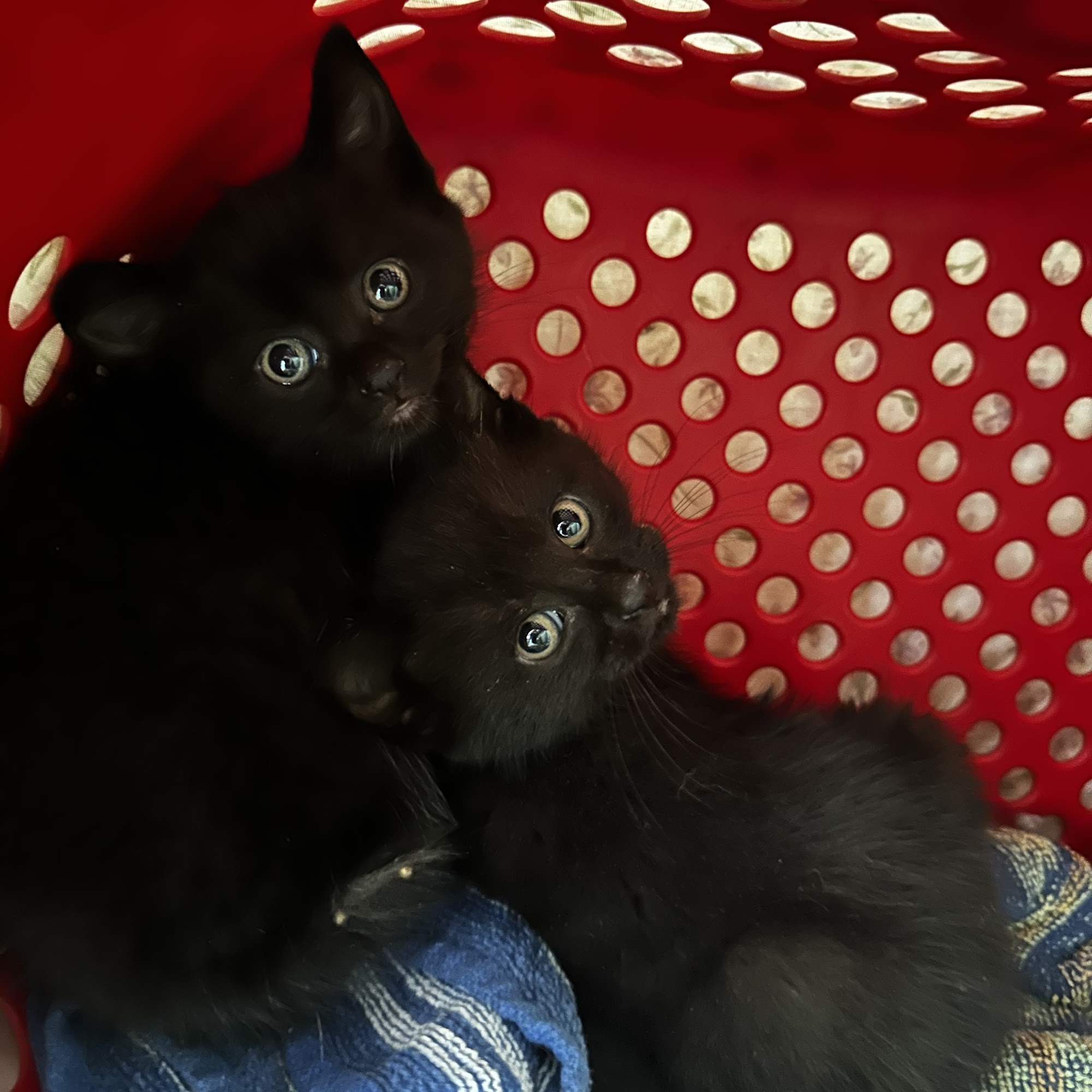 Clover Veterinary Hospital Kent