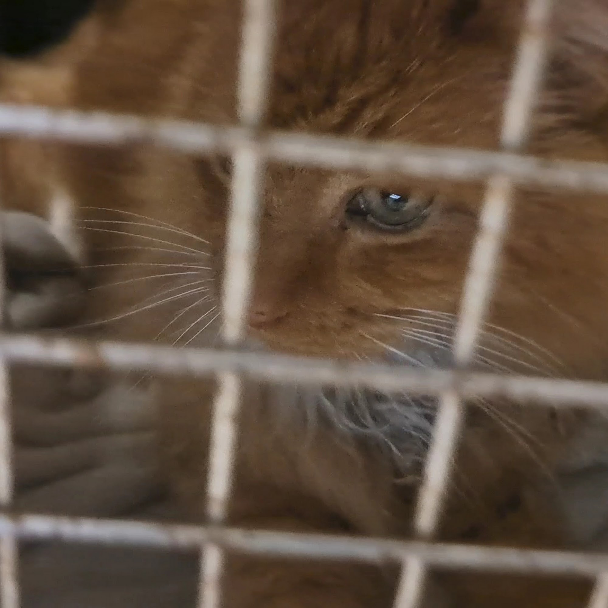 Lake Meridian Animal Hospital Kent