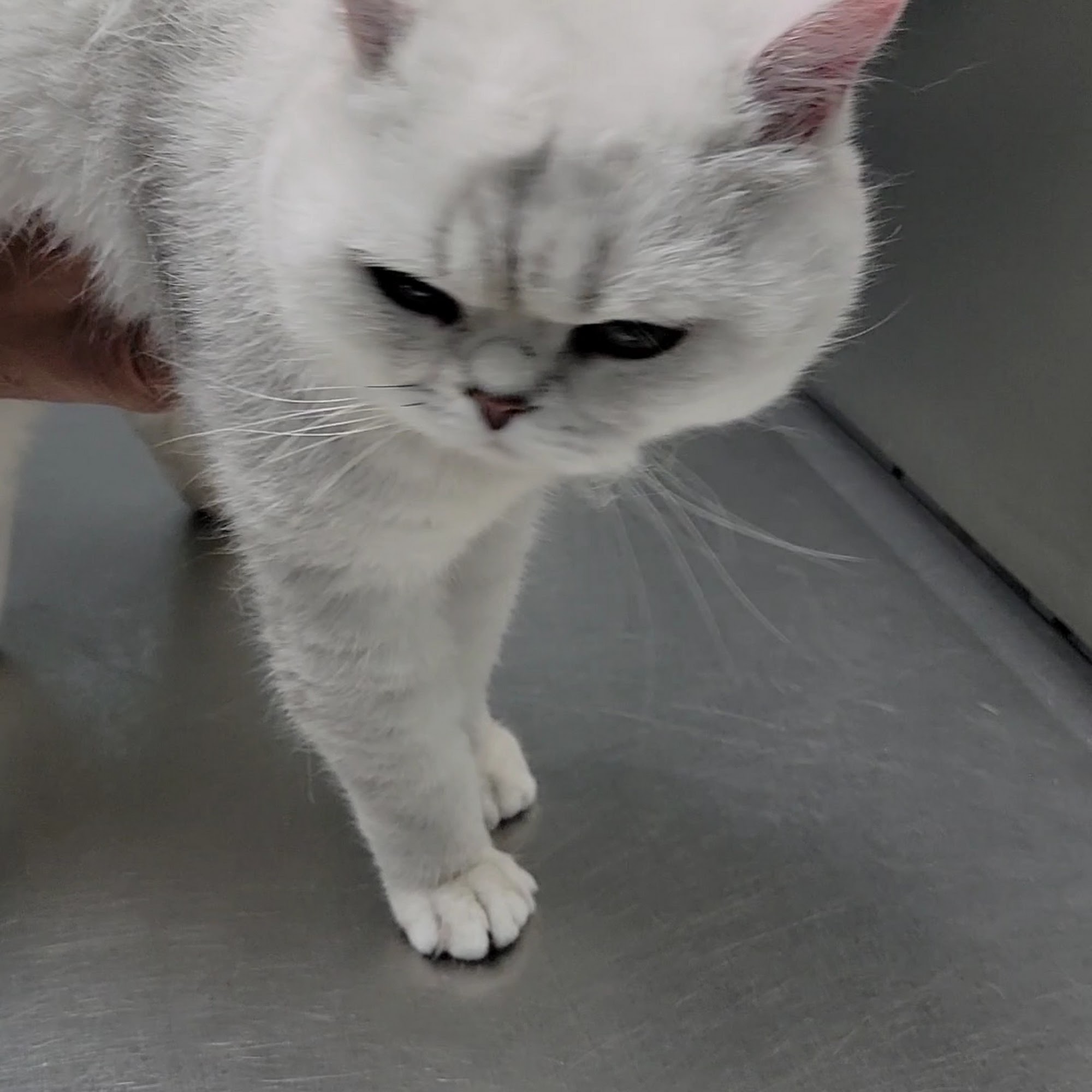 A Pet Clinic of Kent Kent