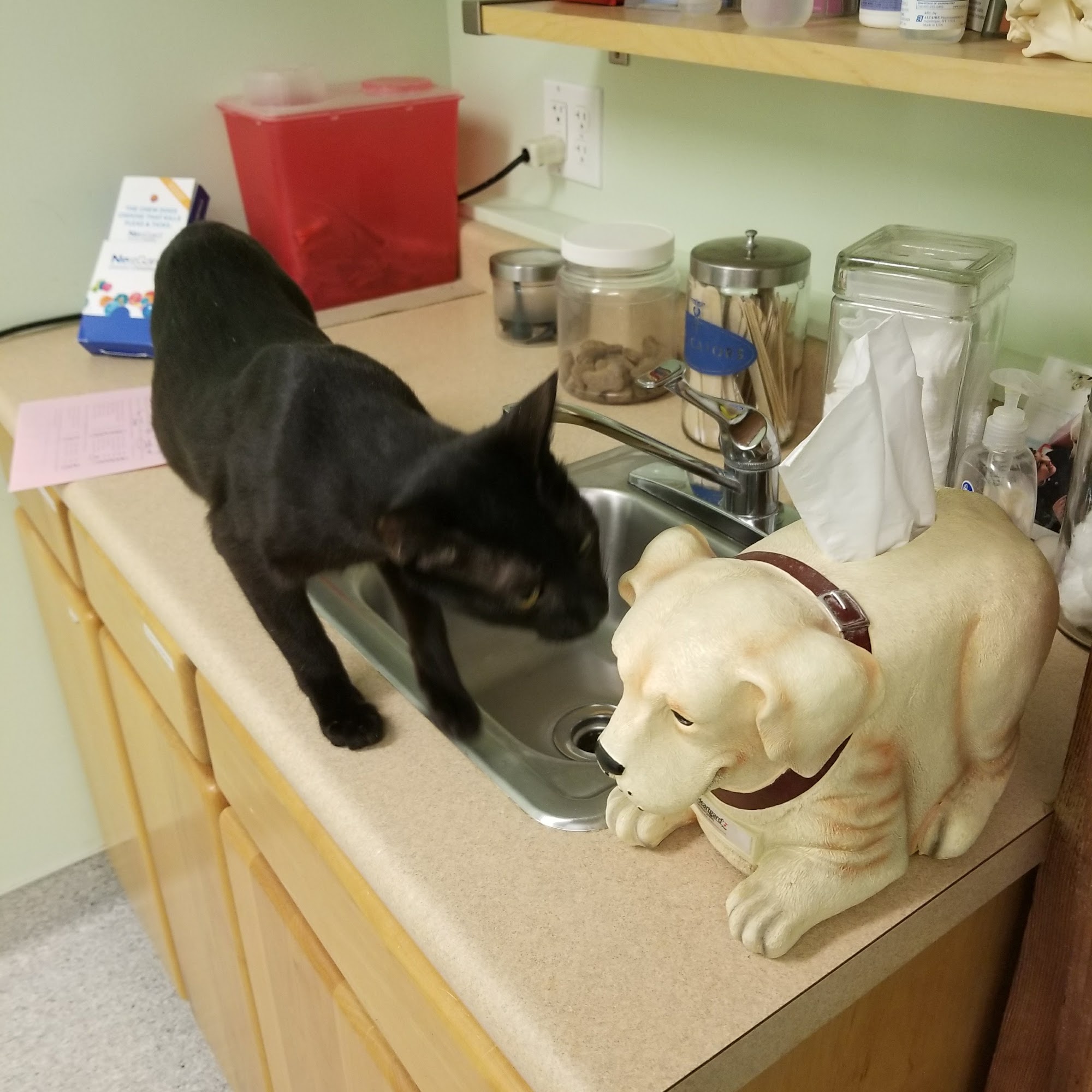 Sawyer Lake Veterinary Hospital Kent