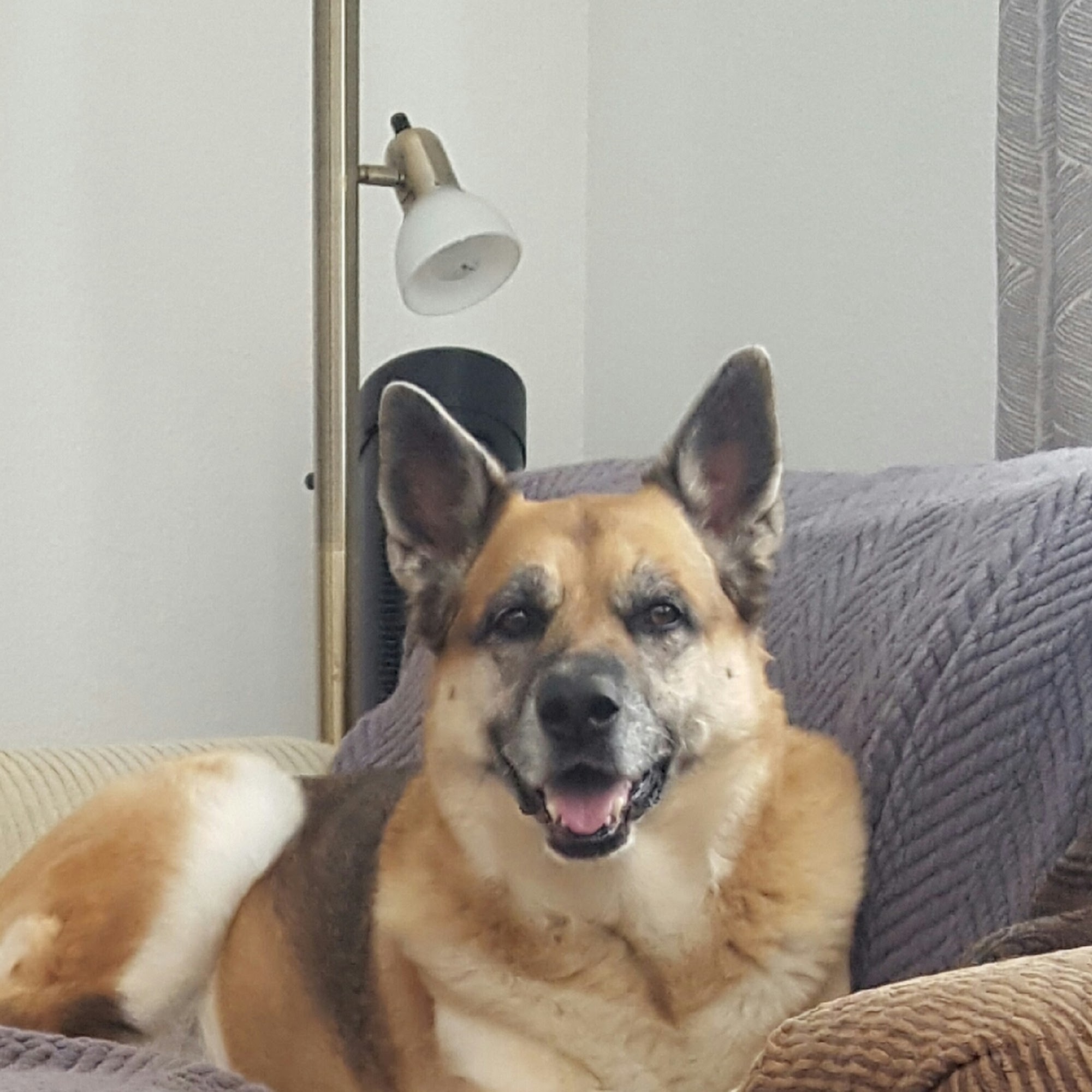 McMonigle Veterinary Hospital Kent