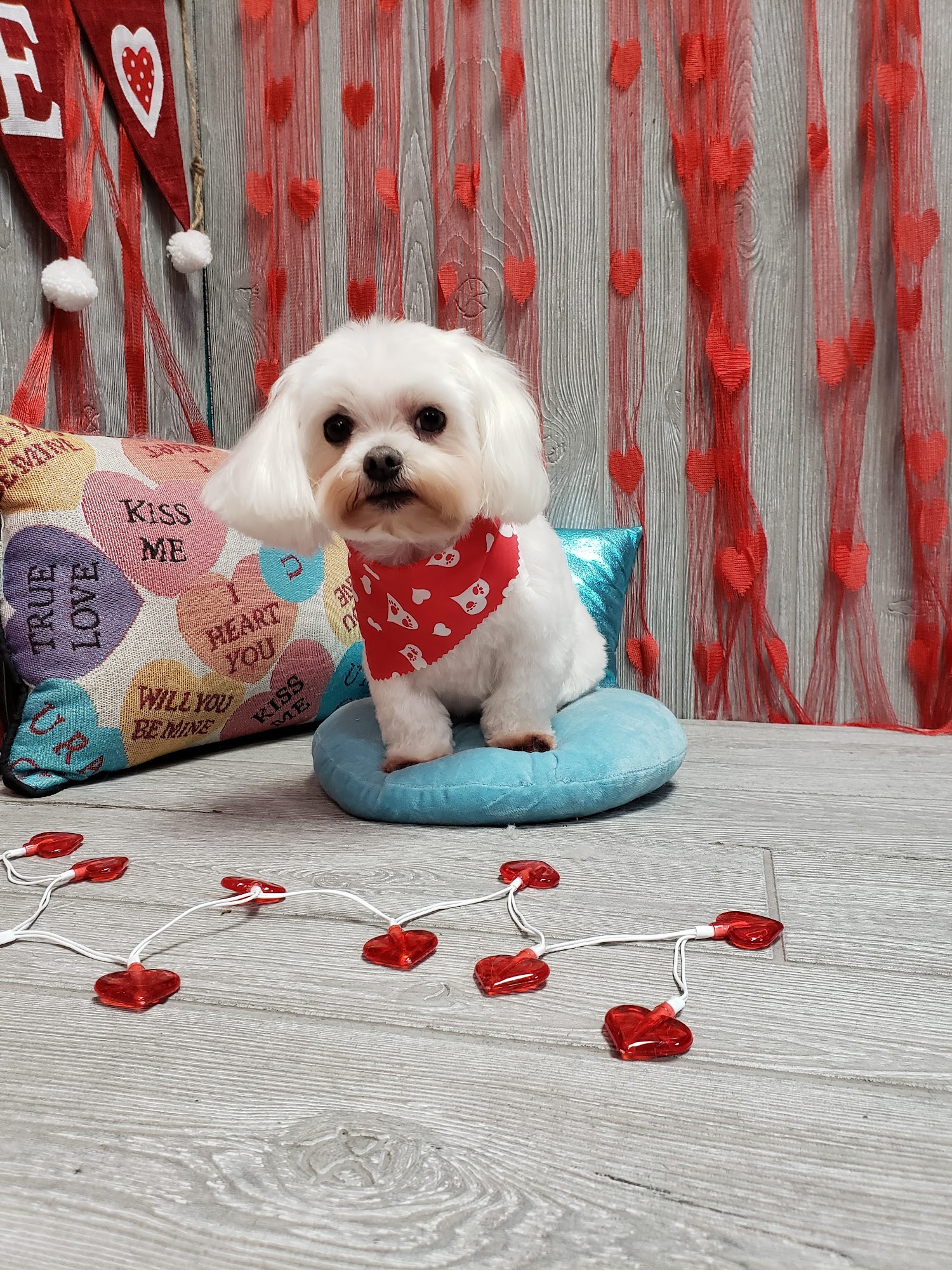 Green Dog Grooming LLC Kent