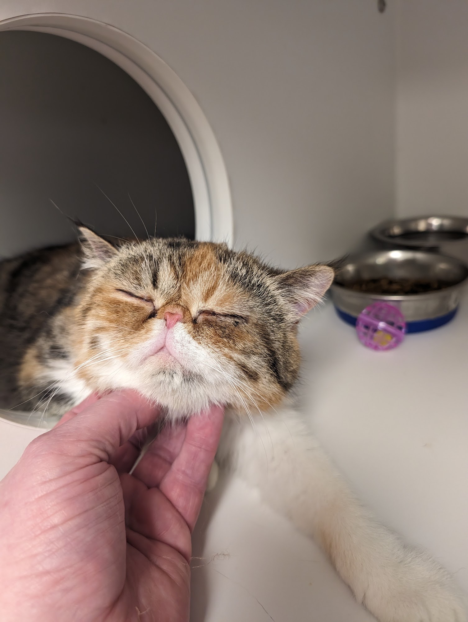 Regional Animal Services of King County Kent