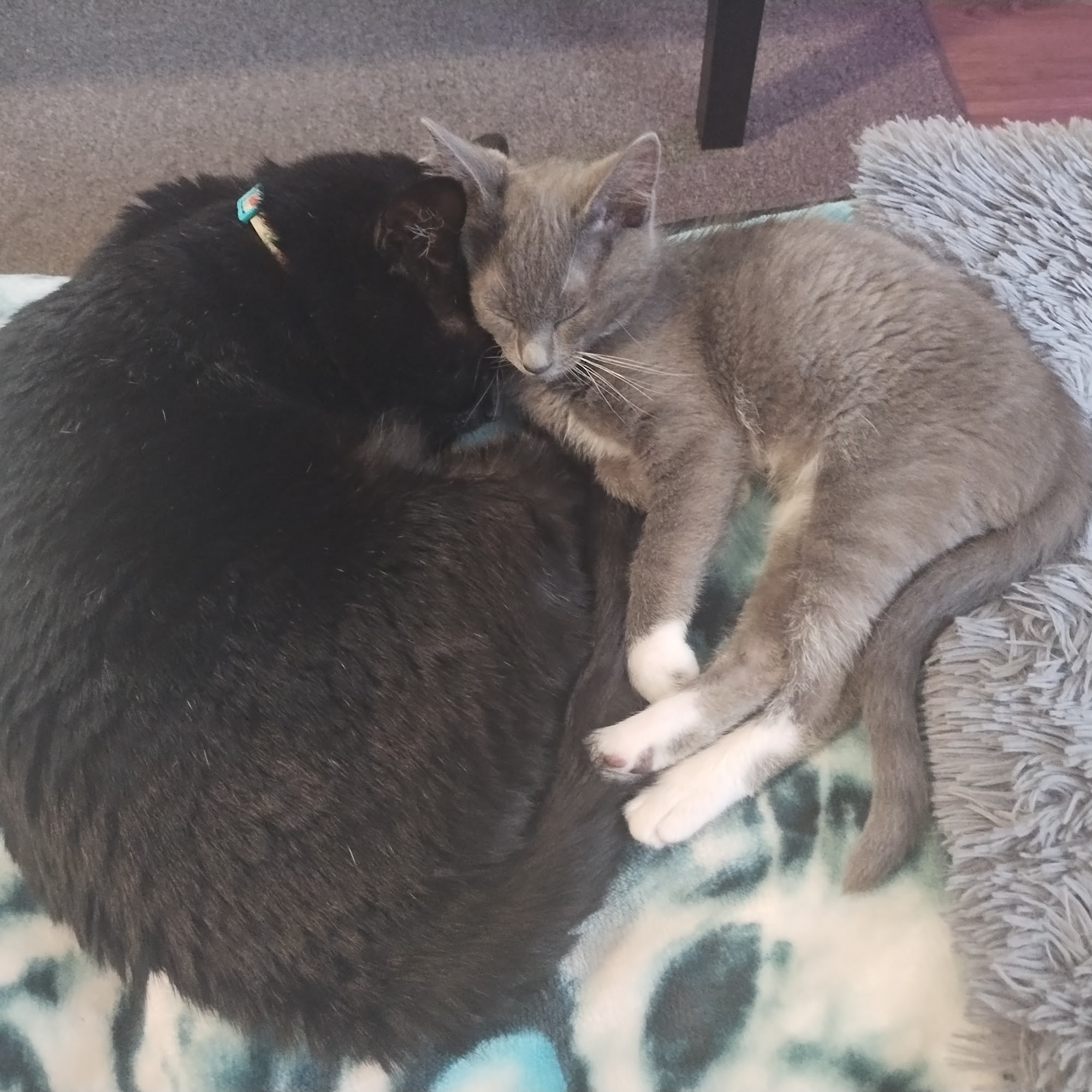 Regional Animal Services of King County Kent