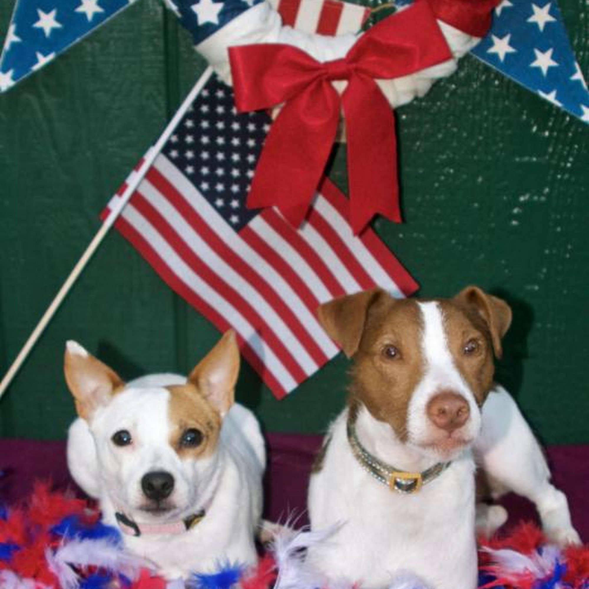 Family Dog Training Center Kent