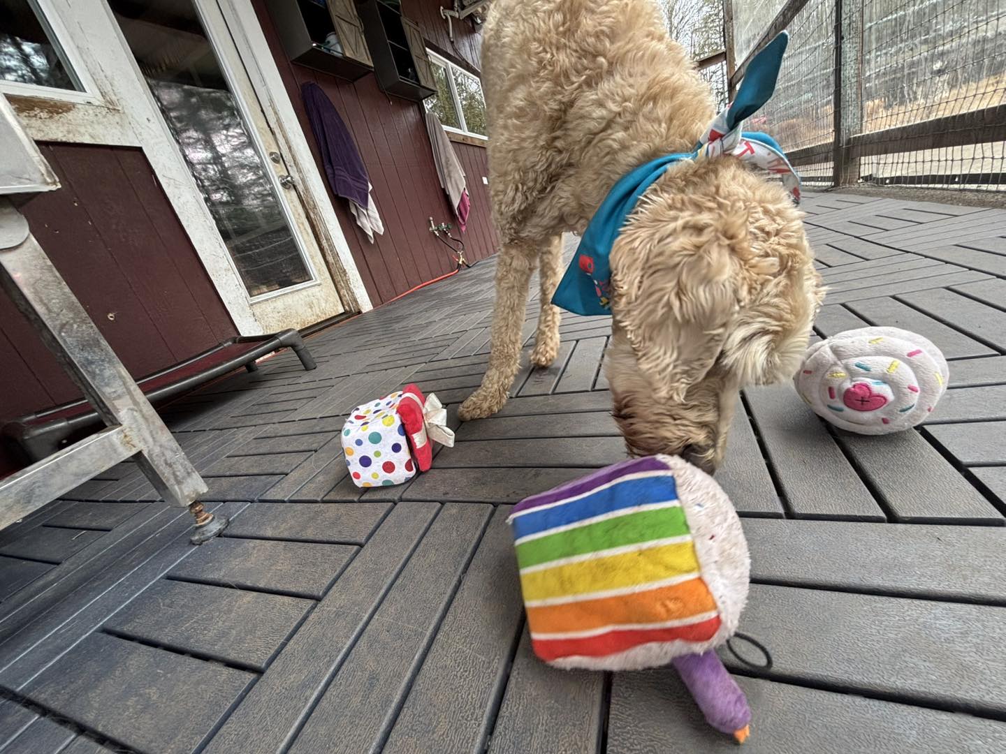 Creekside Country Canines Kent