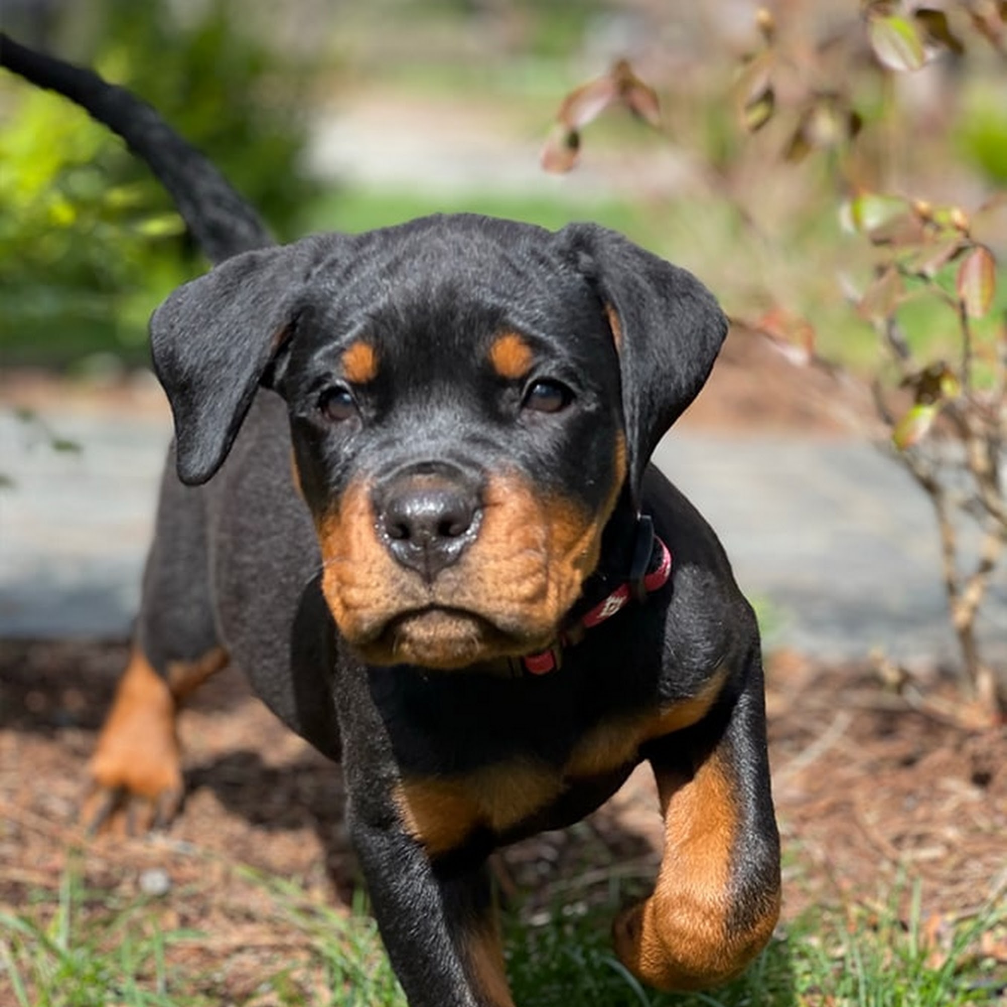 Kleeket LLC - Rottweiler Kennel- Vom Hause Stan Kent