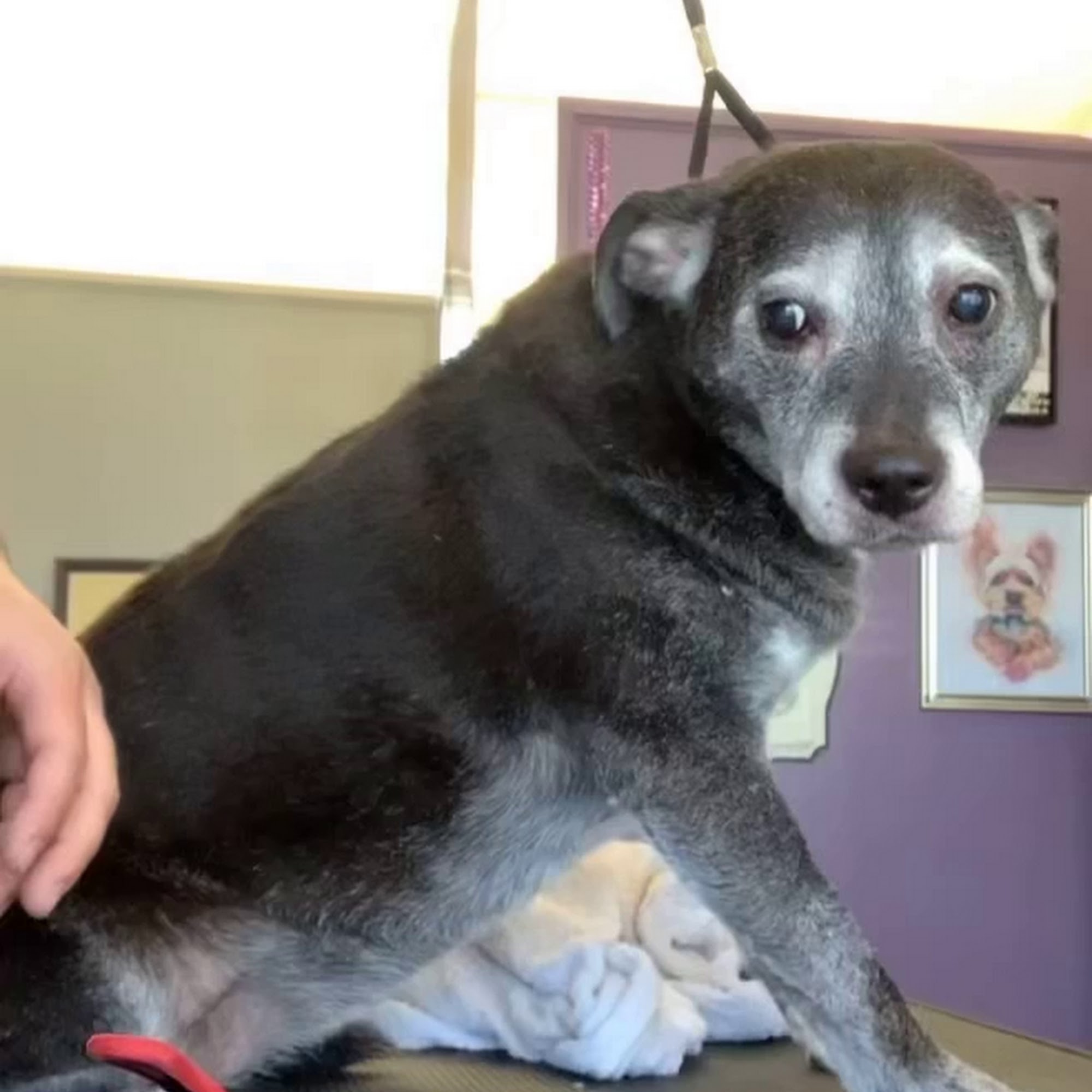 What The Fluff! Kent