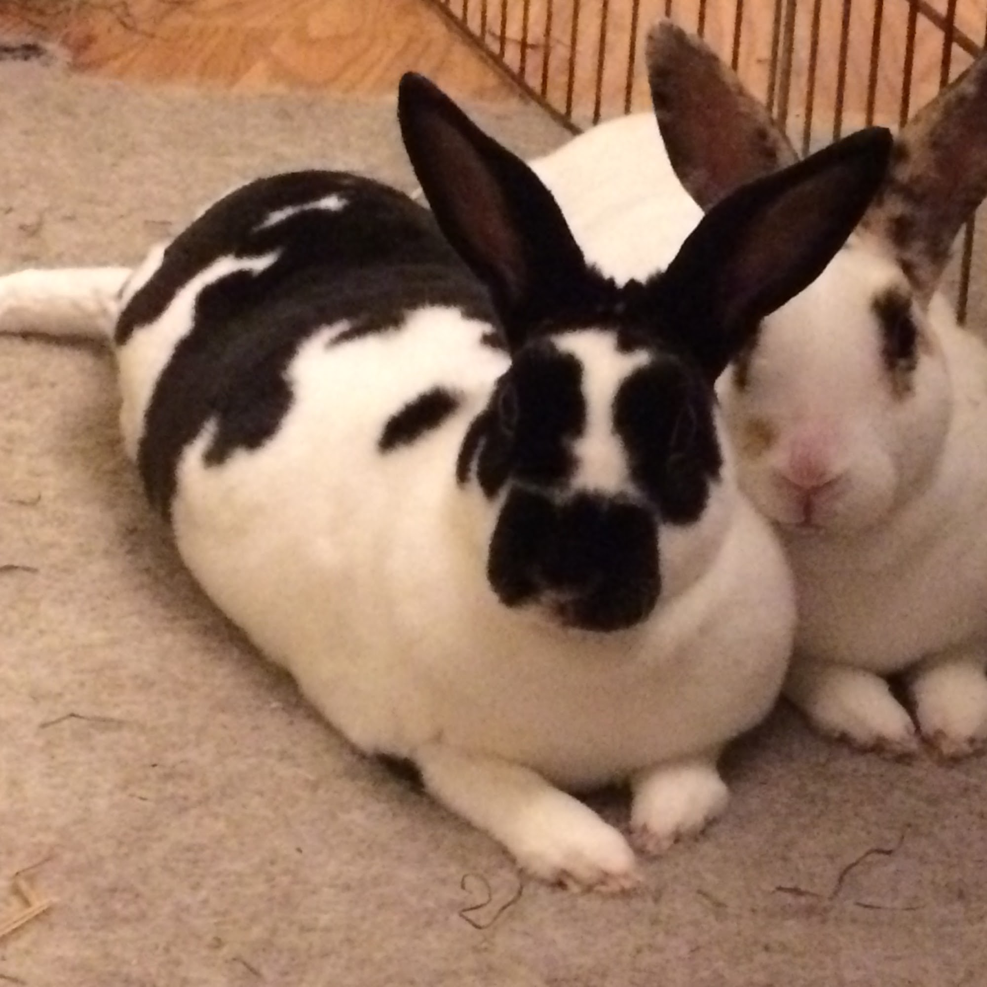 Apple Tree Cove Animal Hospital Kingston