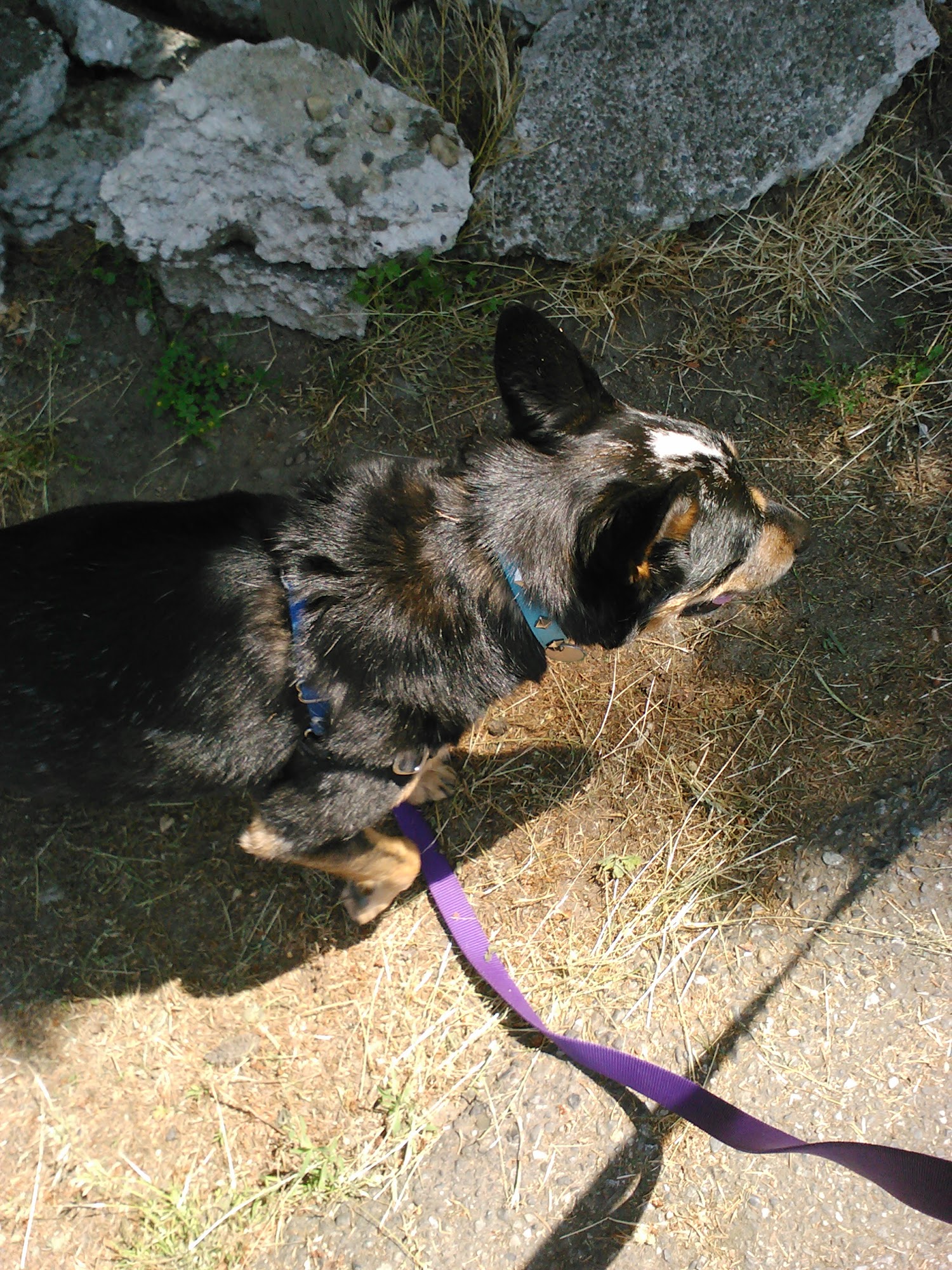 Westward Hound Kingston