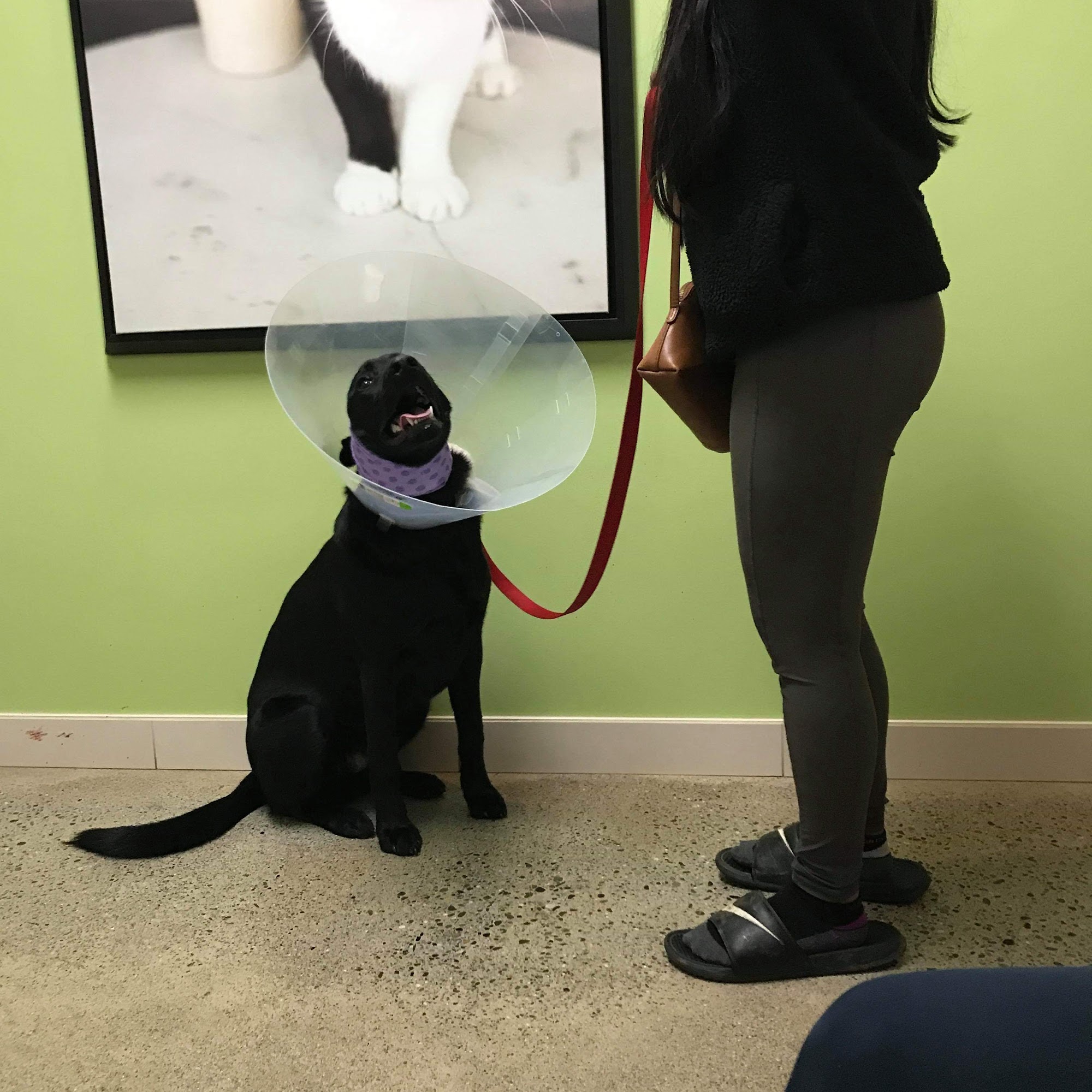 Animal Emergency & Specialty Kirkland