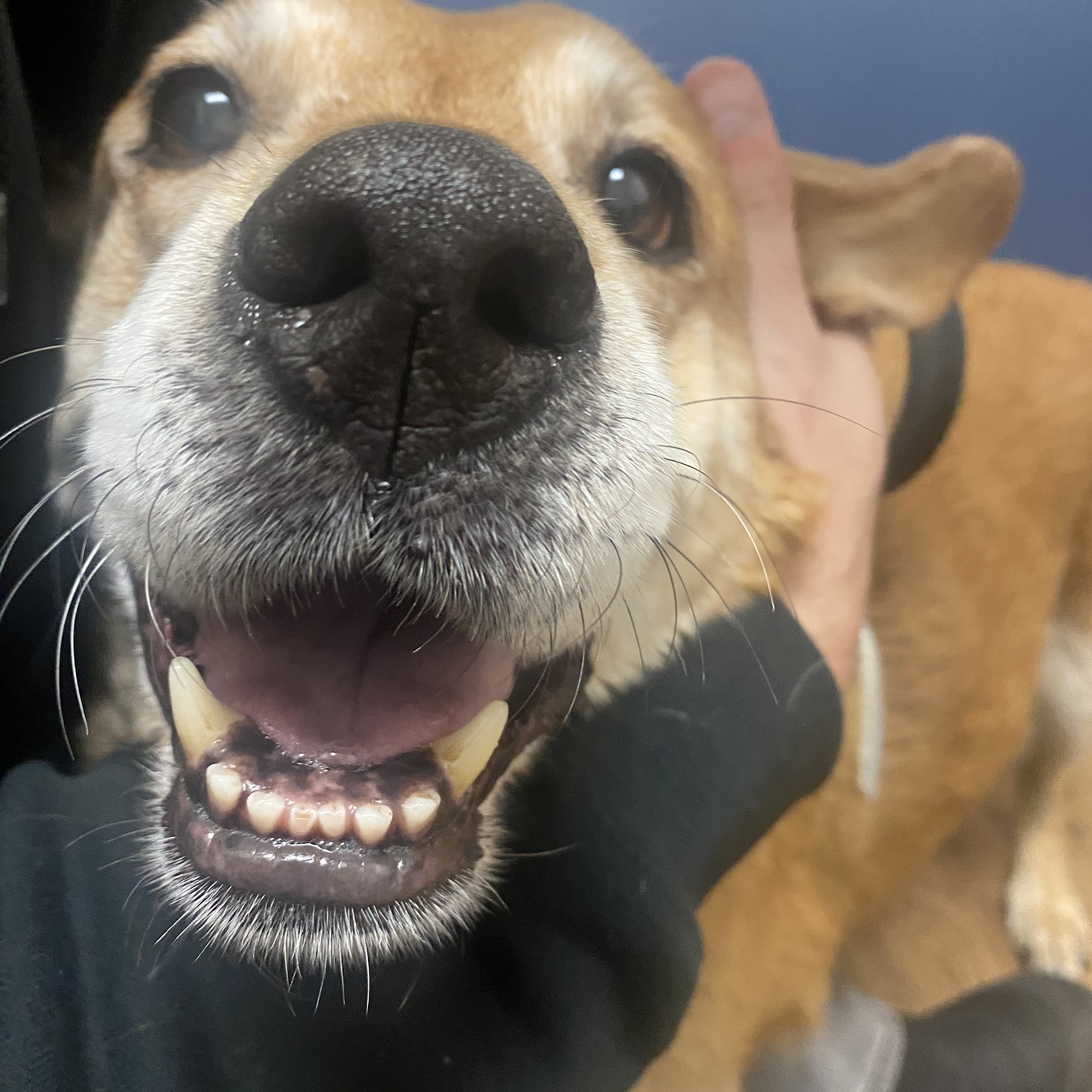 My Pet's Veterinary Urgent Care and Wellness Kirkland