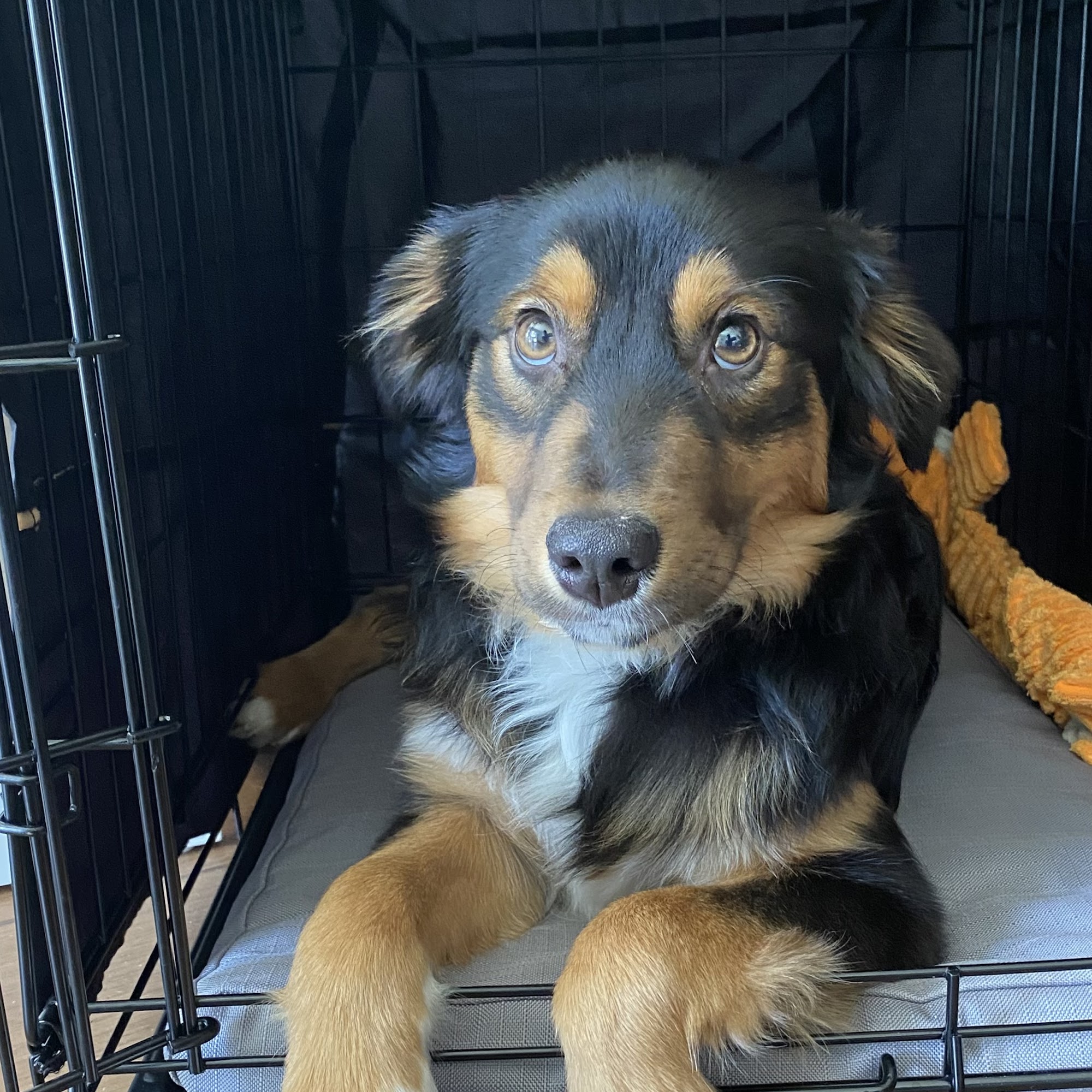 Juanita Bay Veterinary Hospital Kirkland