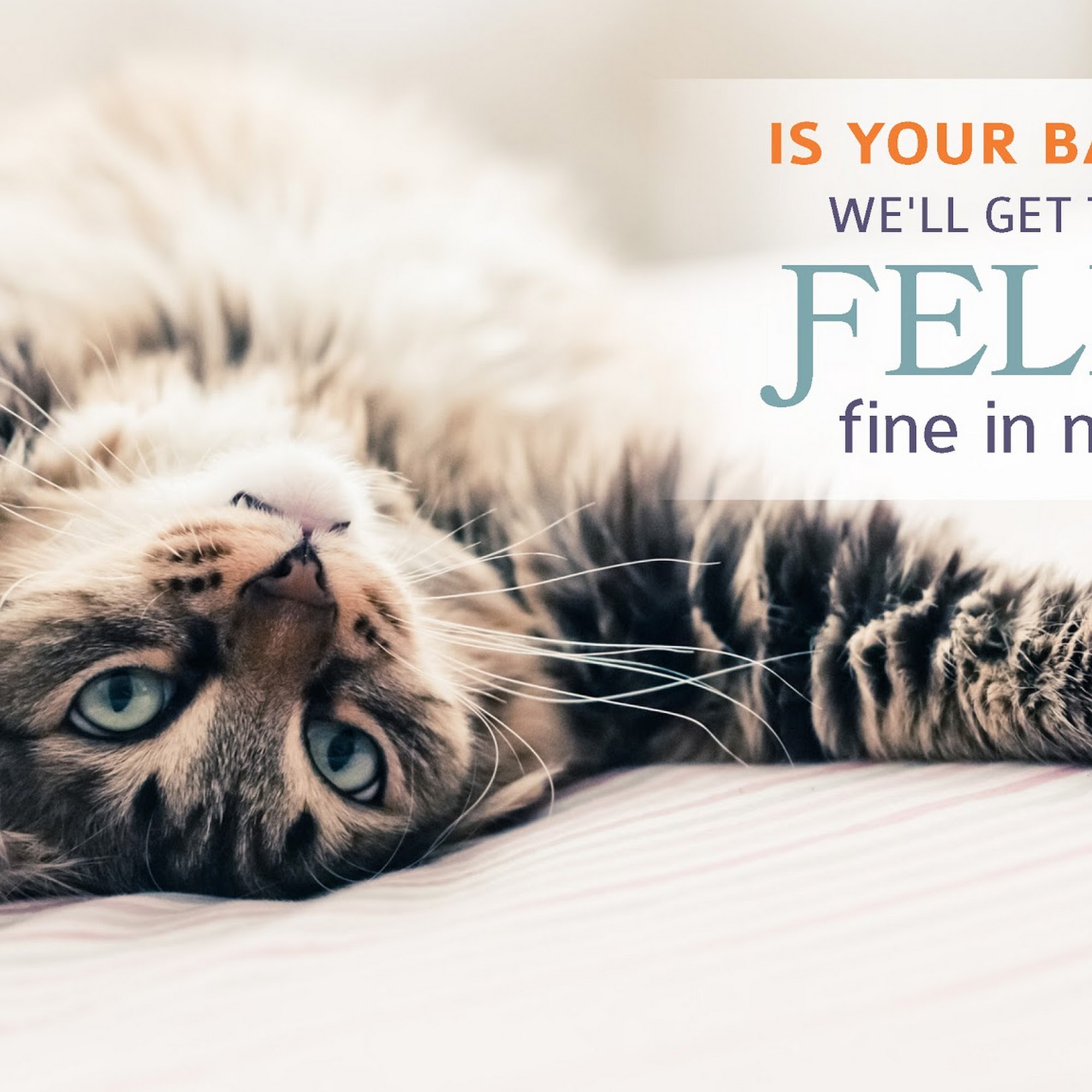 All About Cats Veterinary Hospital Kirkland