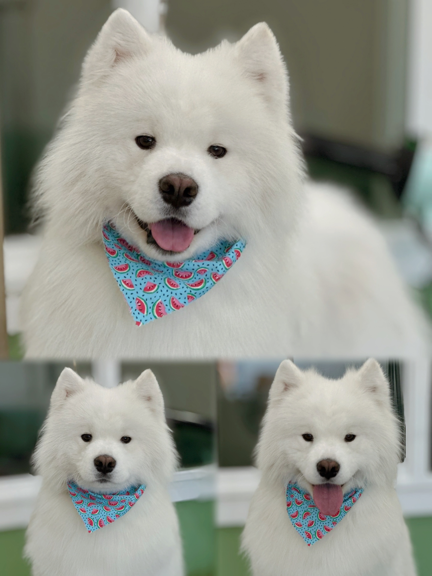 Paws Up Pet Grooming Kirkland