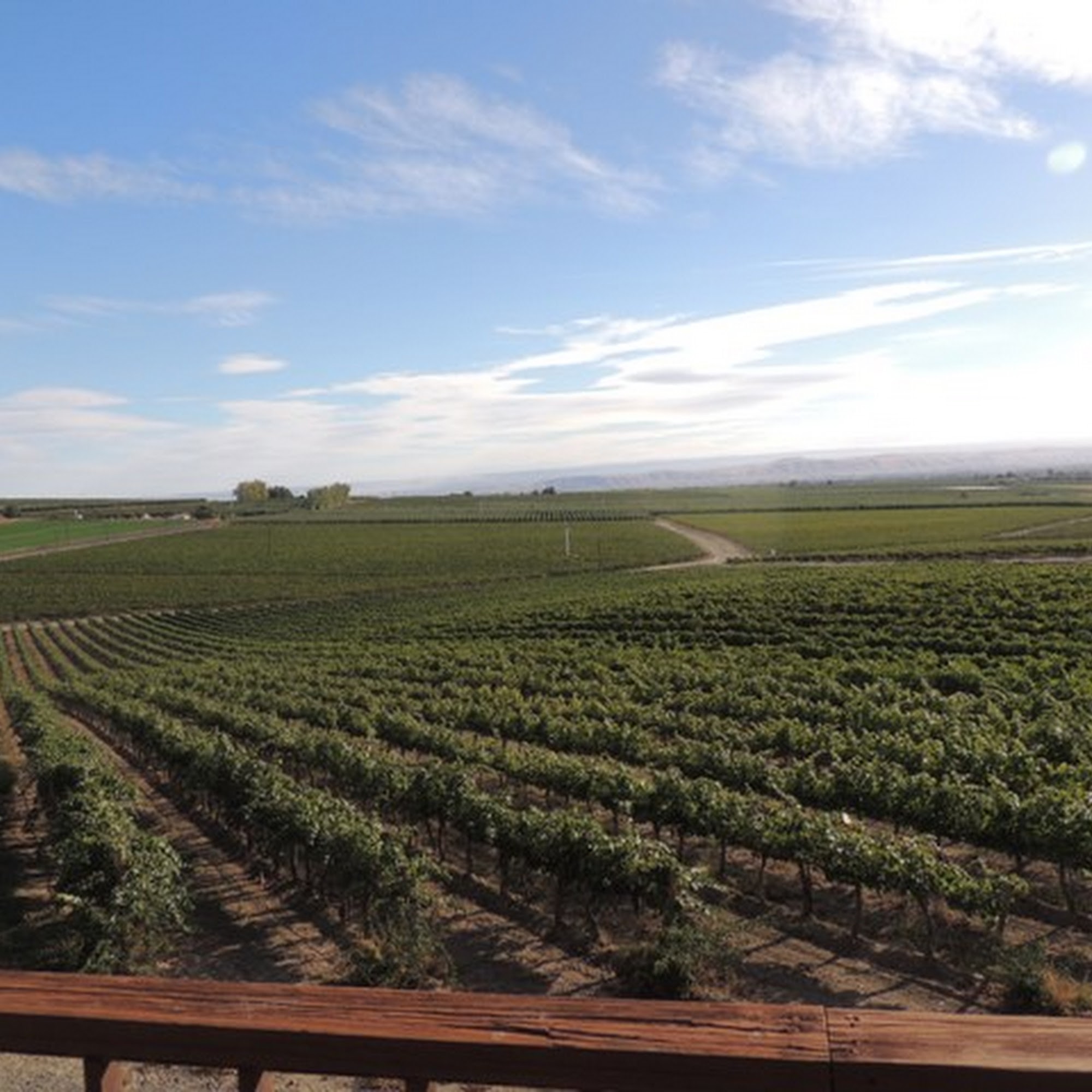 Hellam's Vineyard La Conner