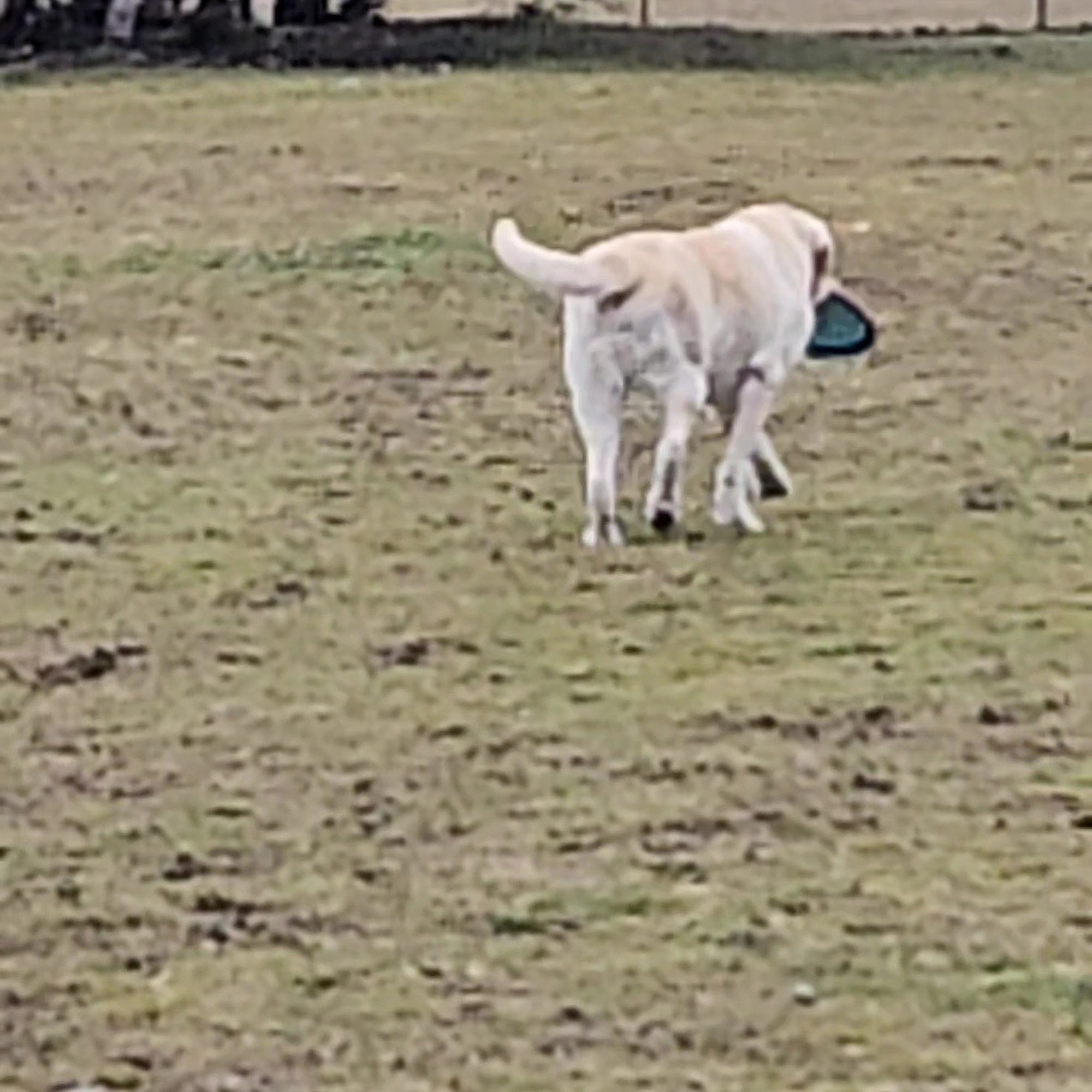 Hawks Prairie Veterinary Hospital Lacey