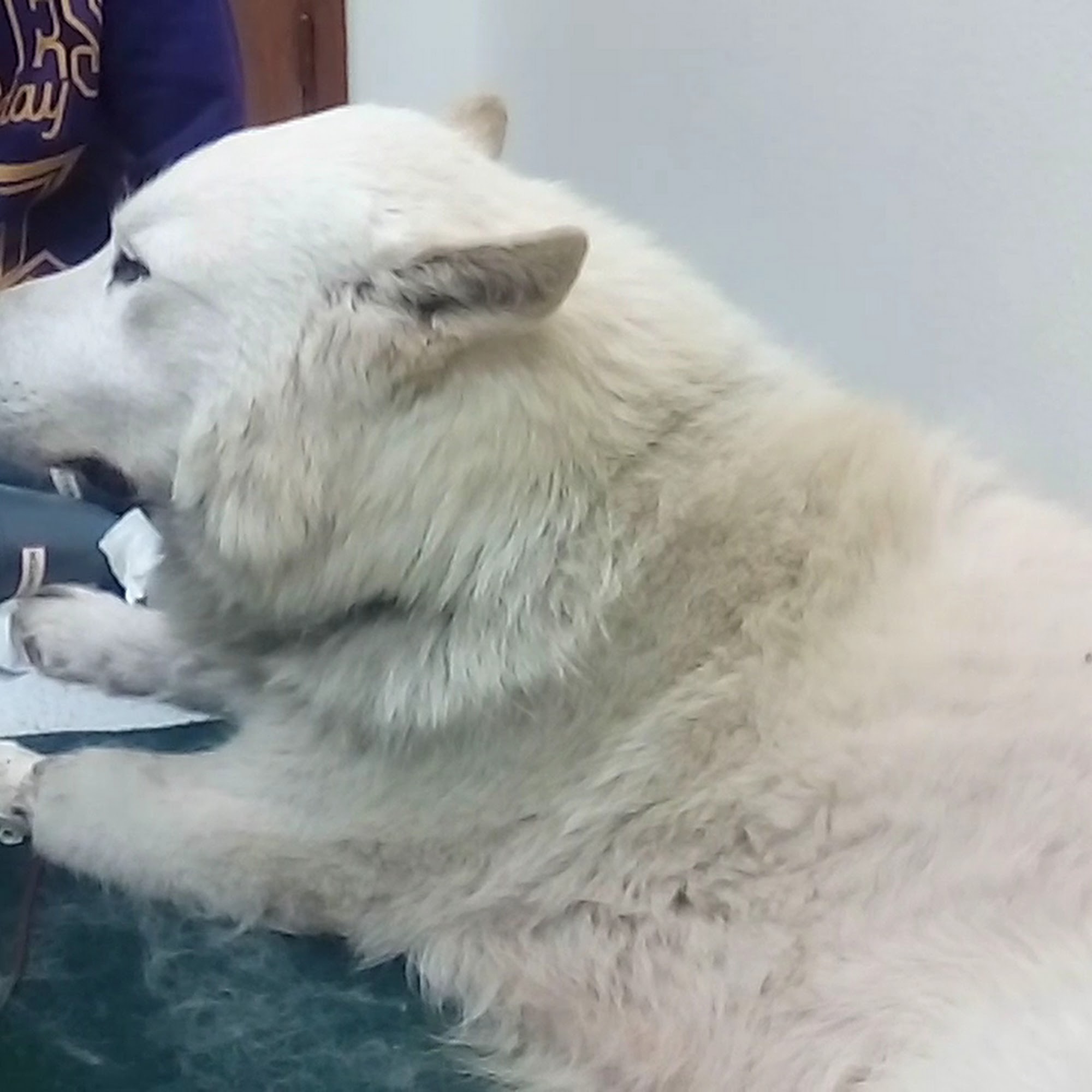 Mountain View Veterinary Hospital Lacey